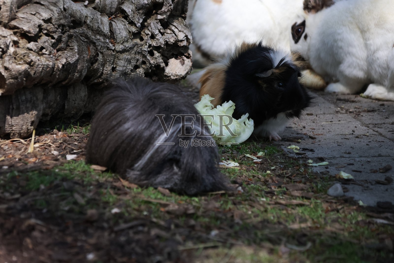 动物园里的动物照片摄影图片