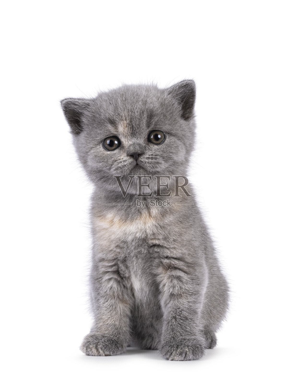 白色背景上的英国短毛猫小猫照片摄影图片