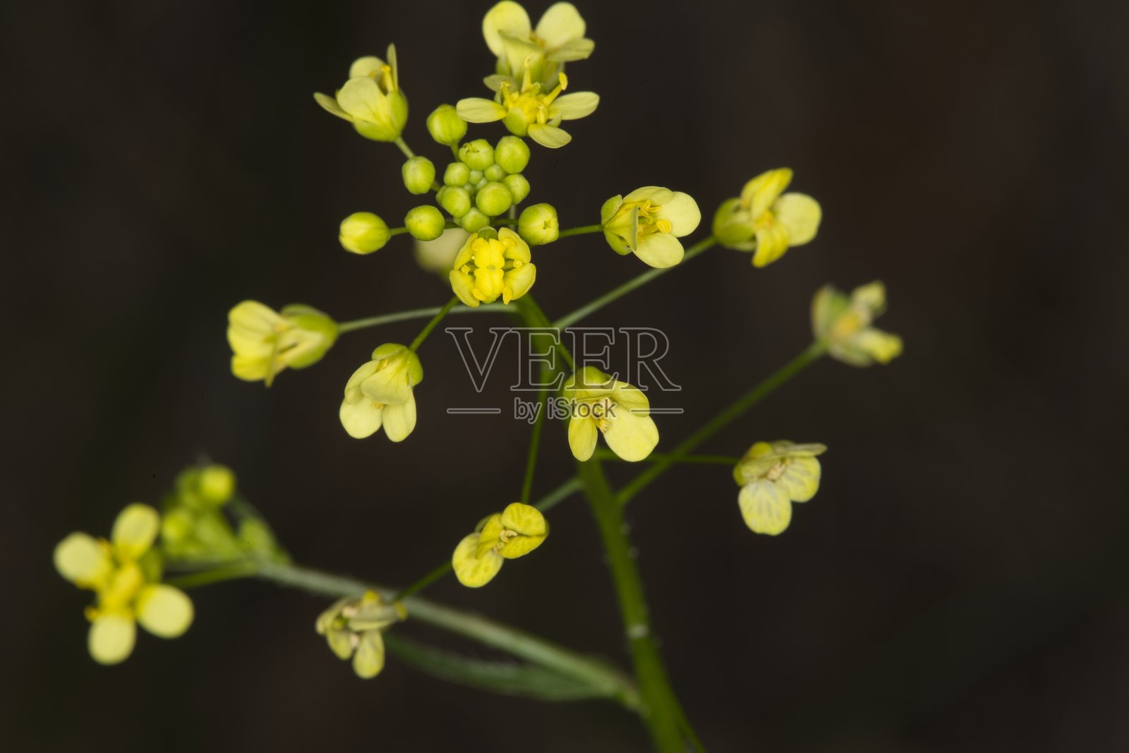 Biscutella lyrata 花照片摄影图片