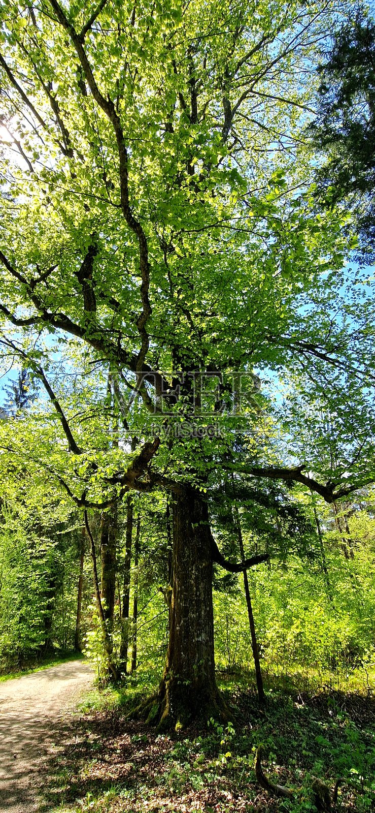 巴伐利亚阿尔卑斯山 - 鲁普霍尔丁的森林照片摄影图片