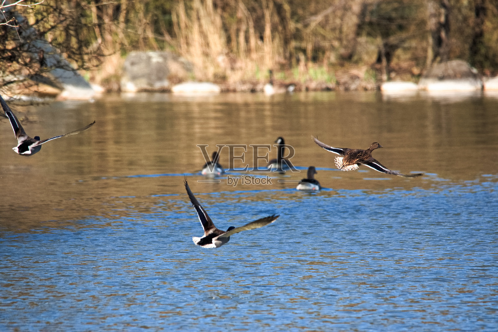 一只鸭子在城市公园的水面上低飞。照片摄影图片