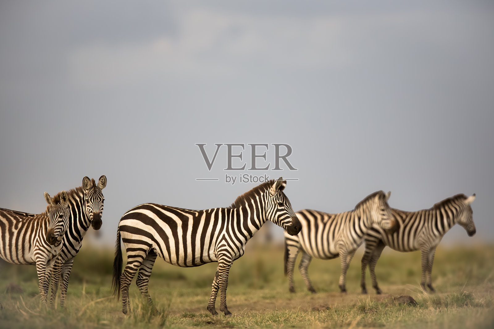 斑马照片摄影图片