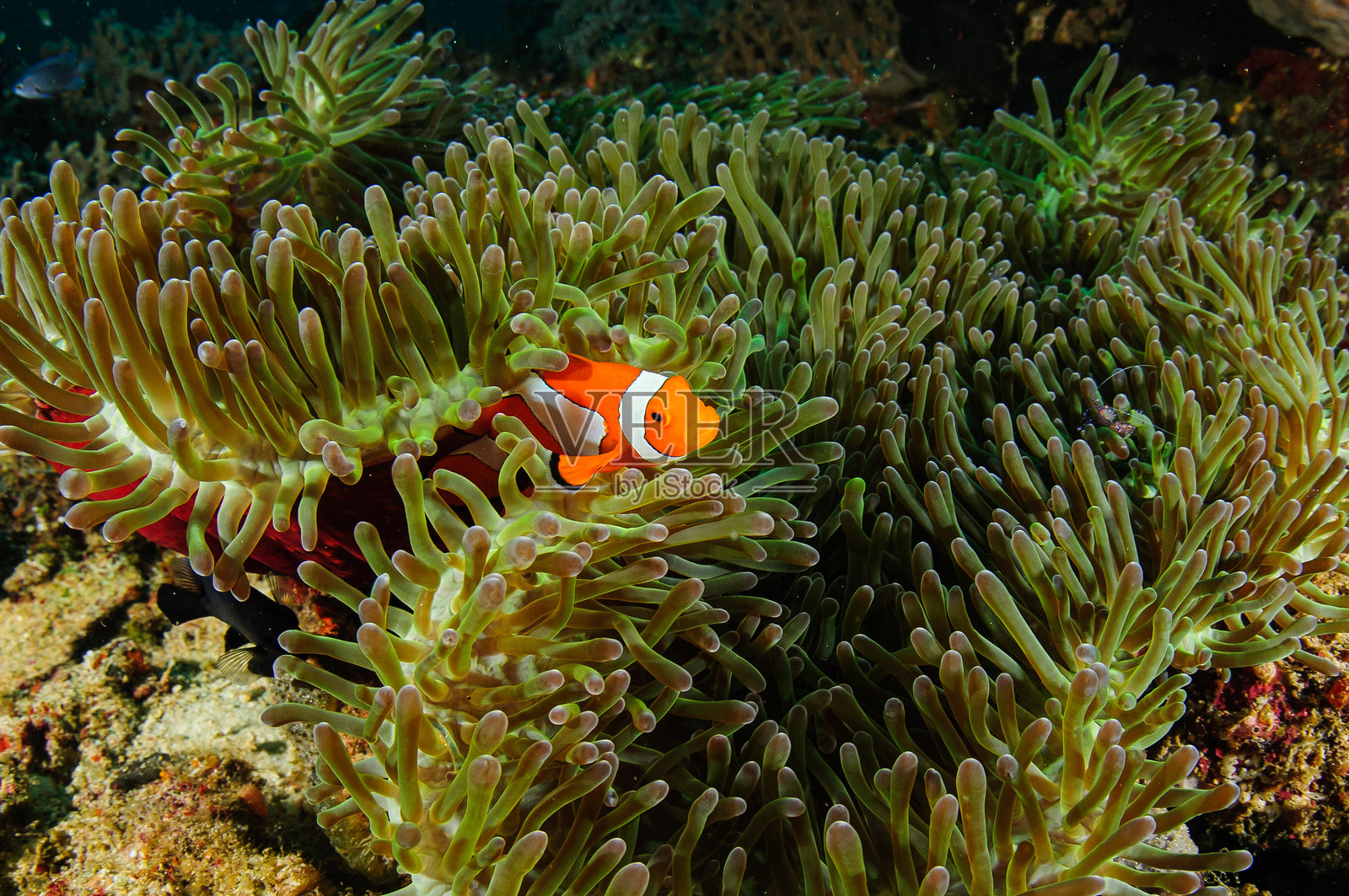 鲜艳的橙白色小丑鱼栖息在绿色紫色的华丽海葵中,位于印度尼西亚西巴布亚的拉贾安帕特海洋生态系统。照片摄影图片