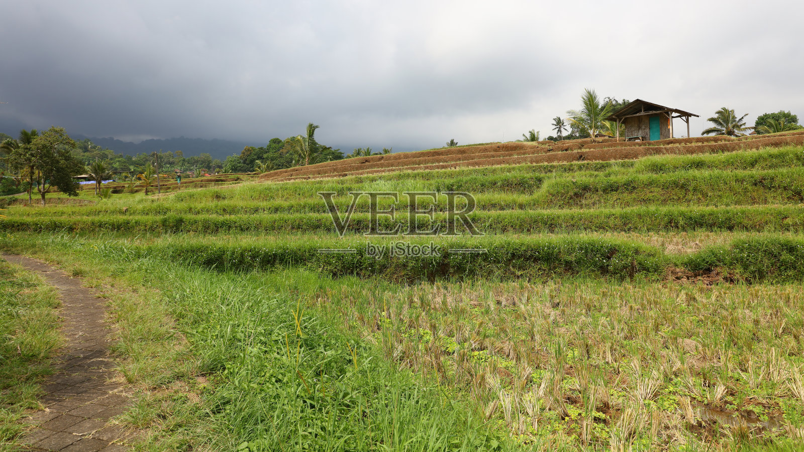 贾蒂卢威稻田梯田照片摄影图片
