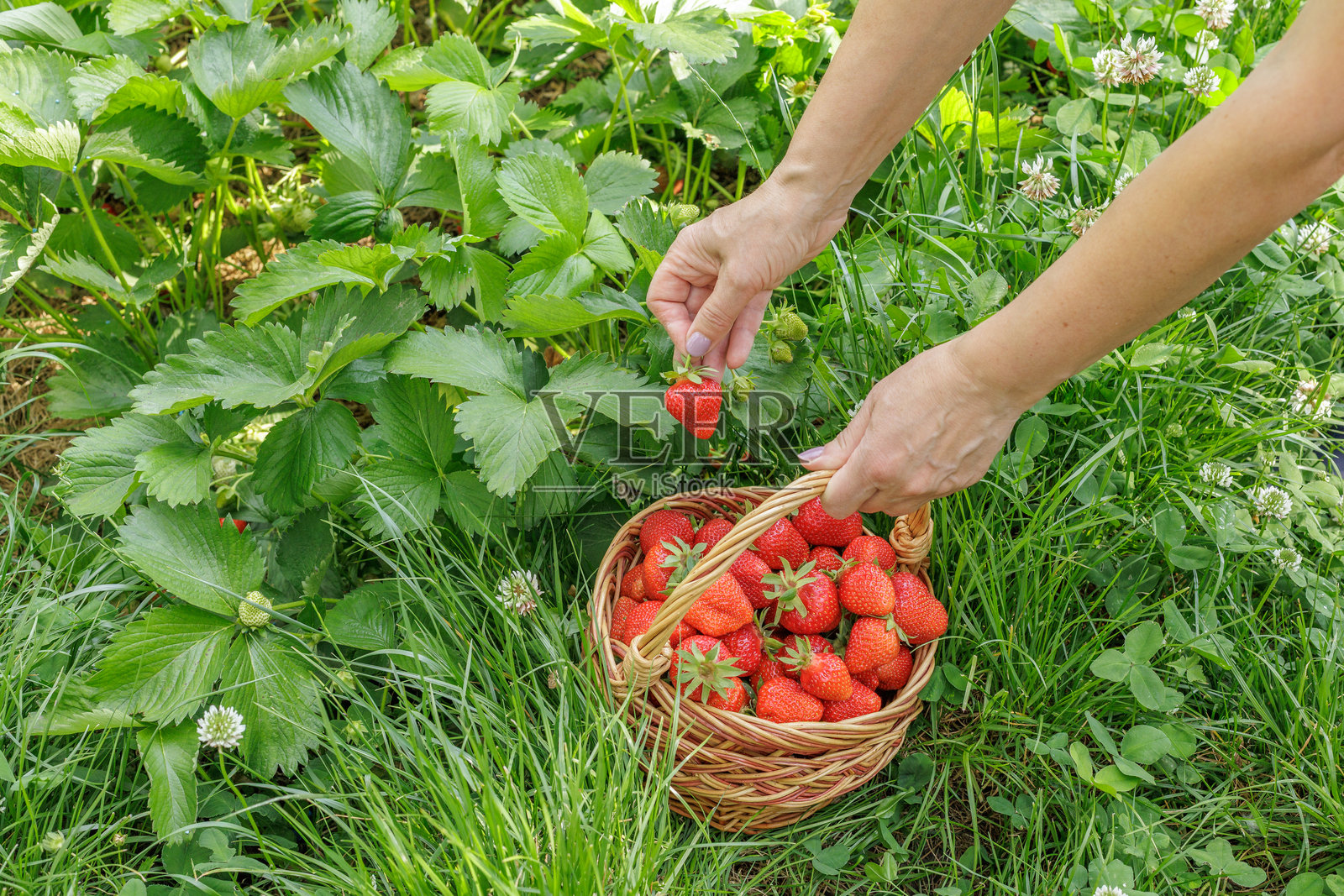 女农民正在菜园里采摘新鲜的红熟草莓。照片摄影图片