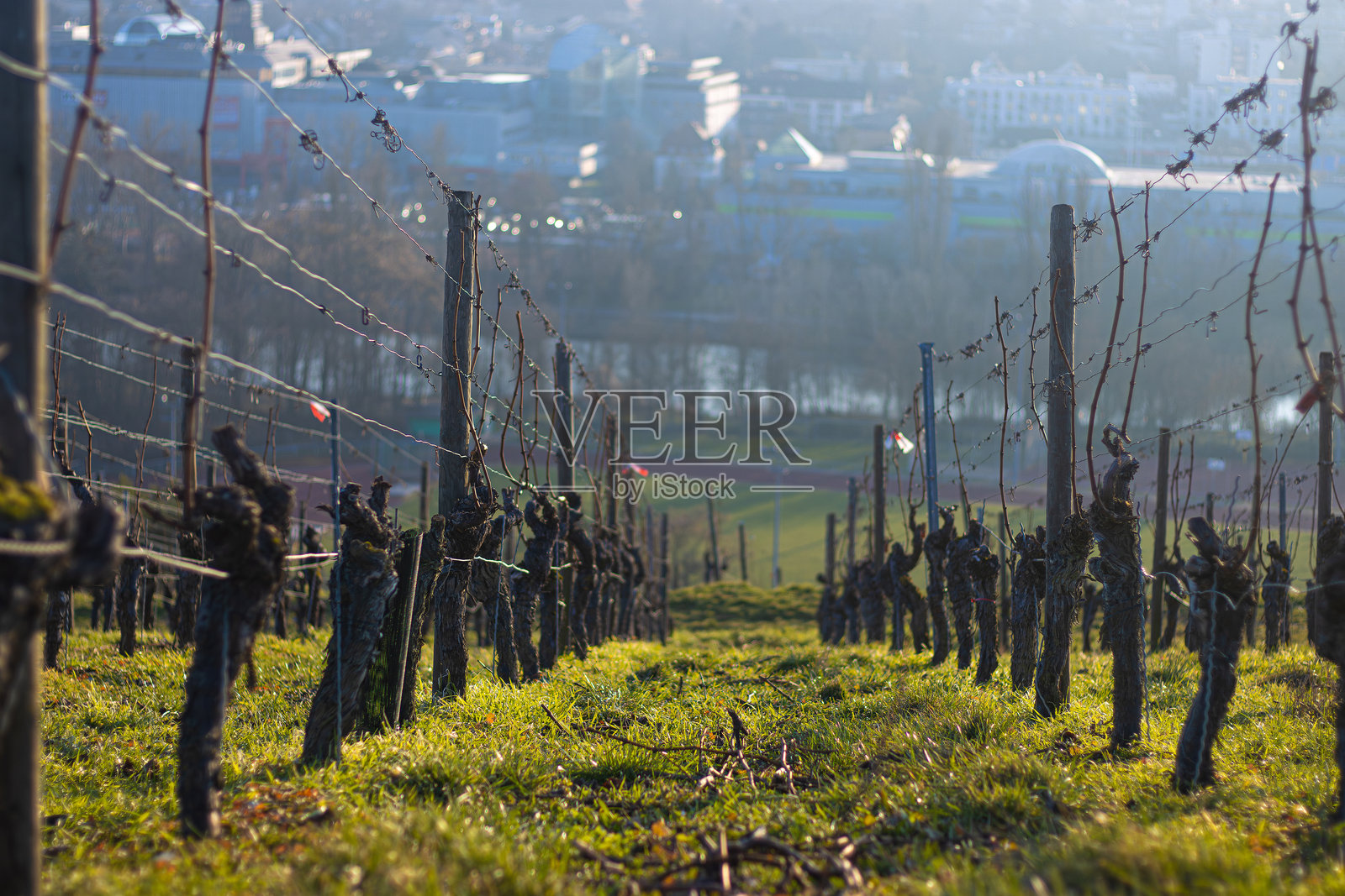 日落时分,葡萄园中对称排列的休眠葡萄藤,远处可见德国巴伐利亚的维尔茨堡市。选择性对焦。照片摄影图片