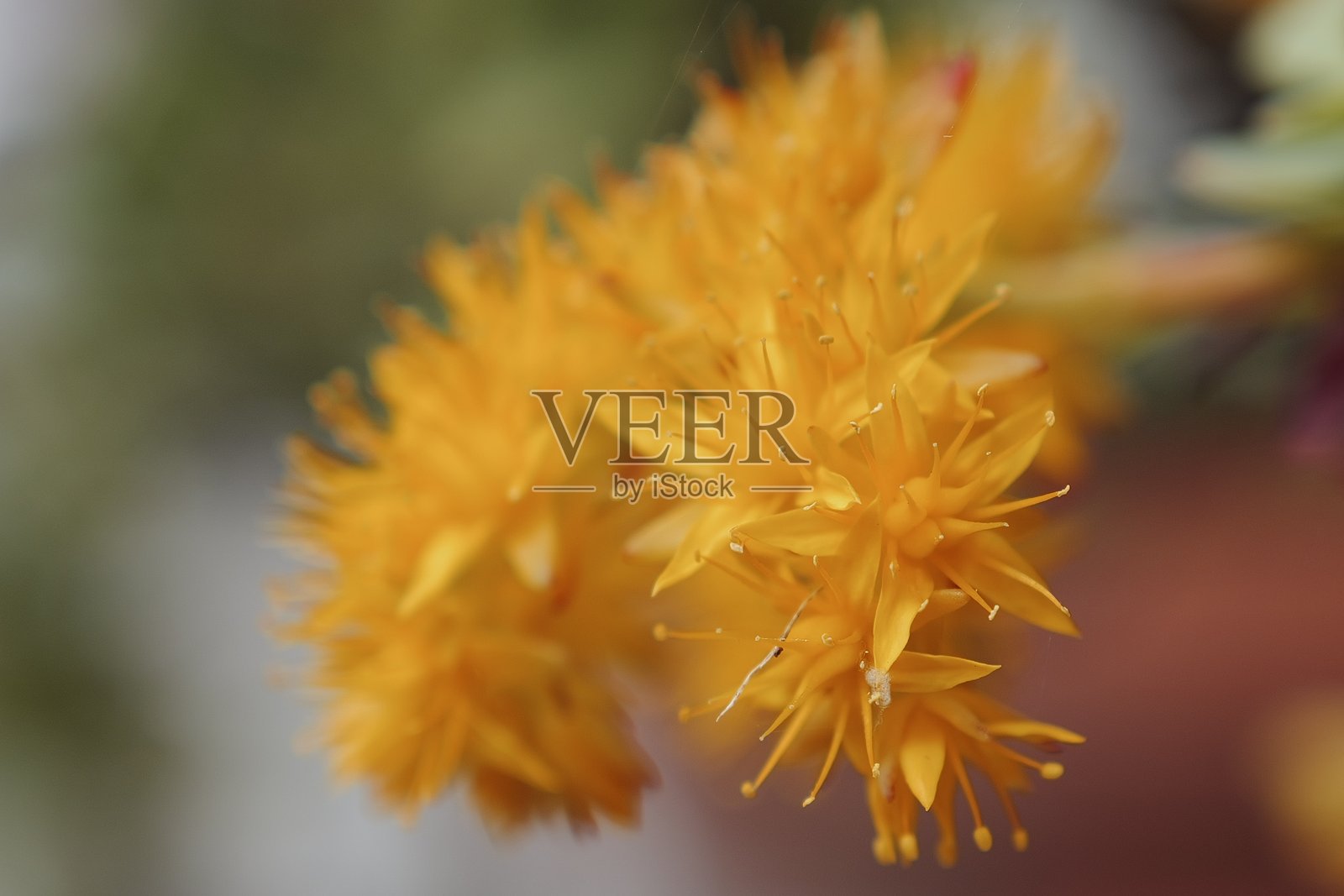 公园里的春天照片摄影图片