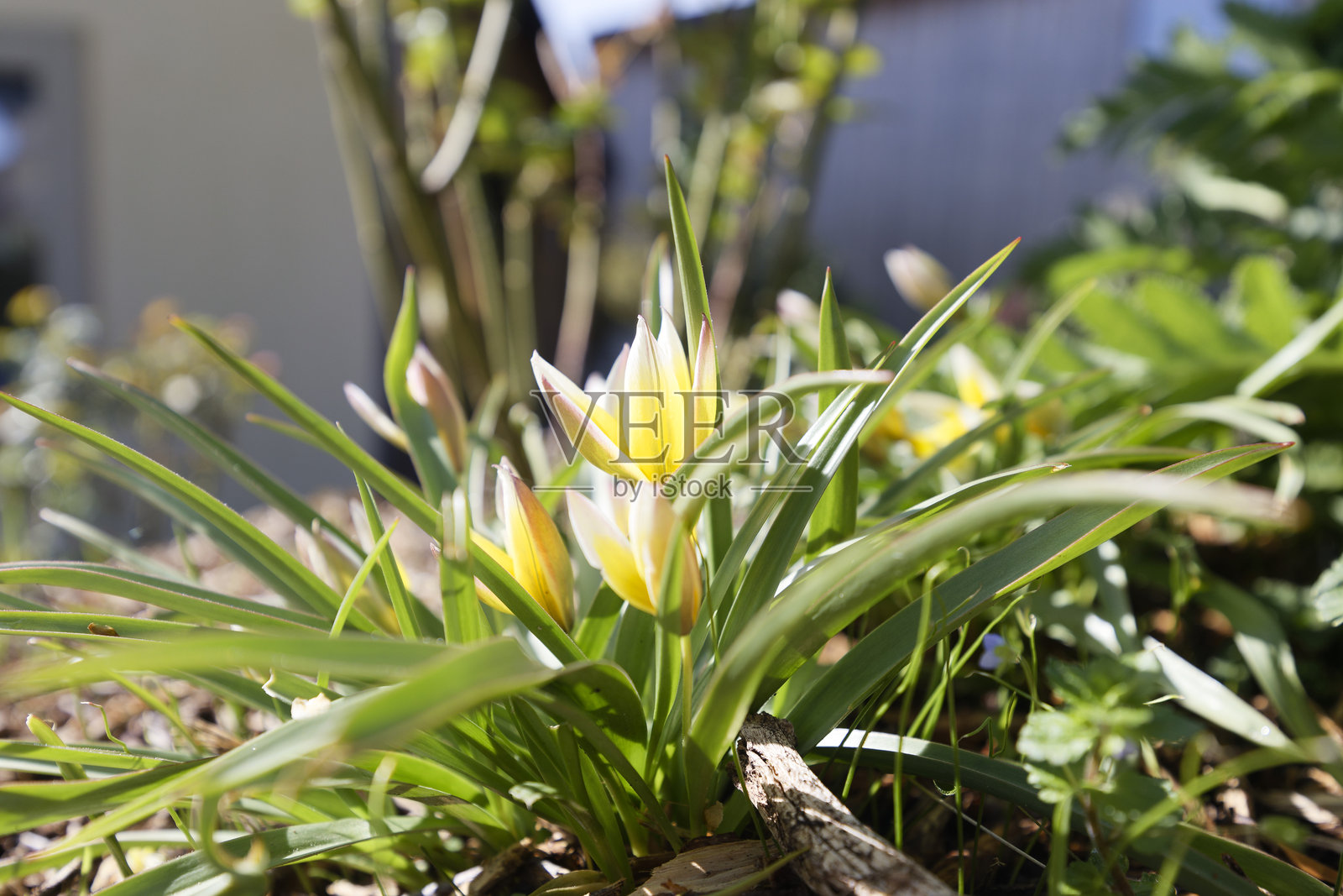 盛开的乌鲁米恩斯郁金香特写 / 晚期郁金香 / 迟开郁金香在花园中照片摄影图片