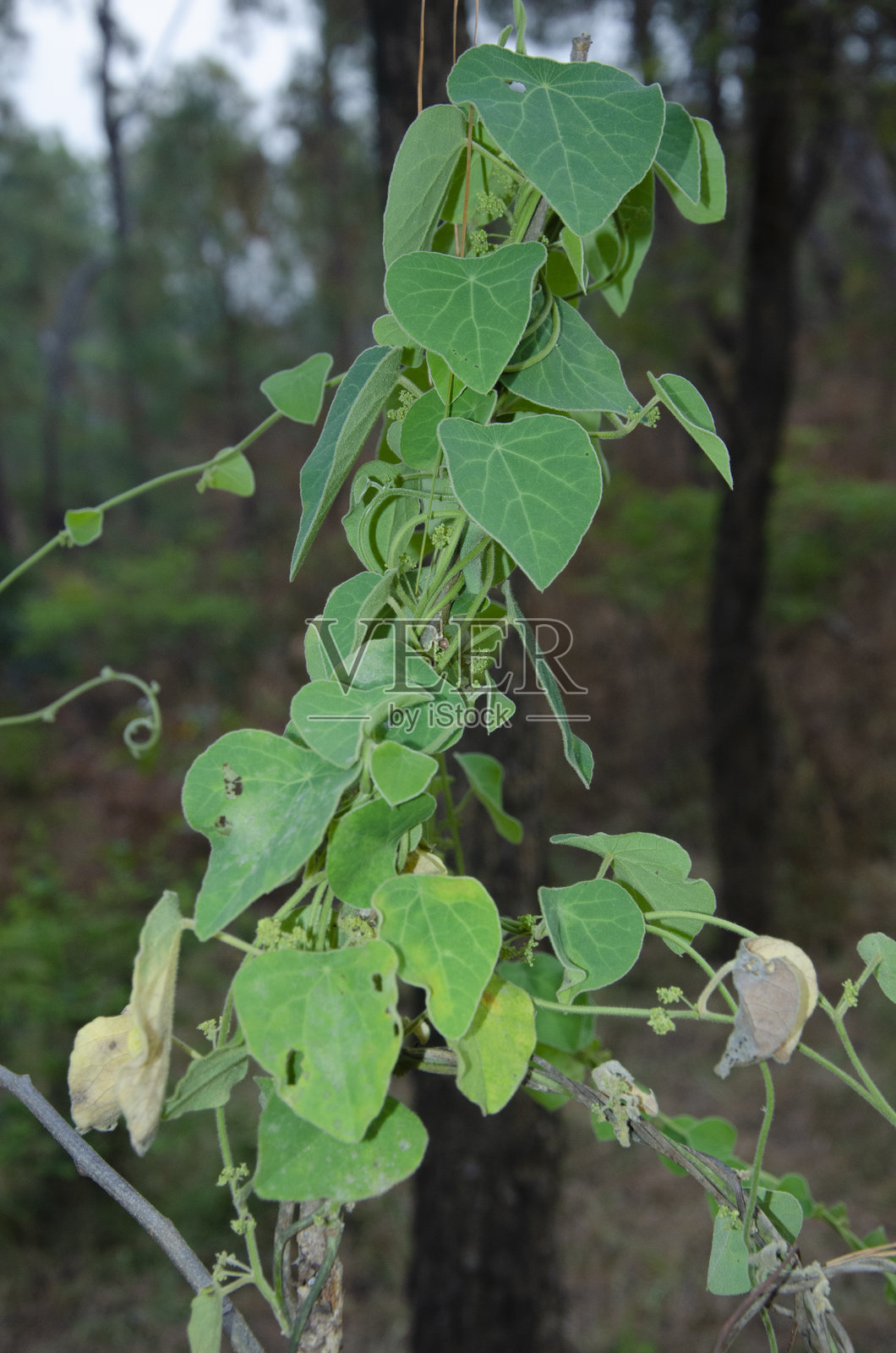 喜马偕尔邦傍晚光线下的森林景观照片摄影图片