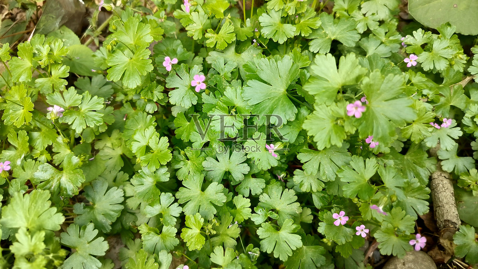 新鲜的闪光天竺葵(Geranium Lucidum)植物叶子特写,印度喜马偕尔邦的西姆拉照片摄影图片