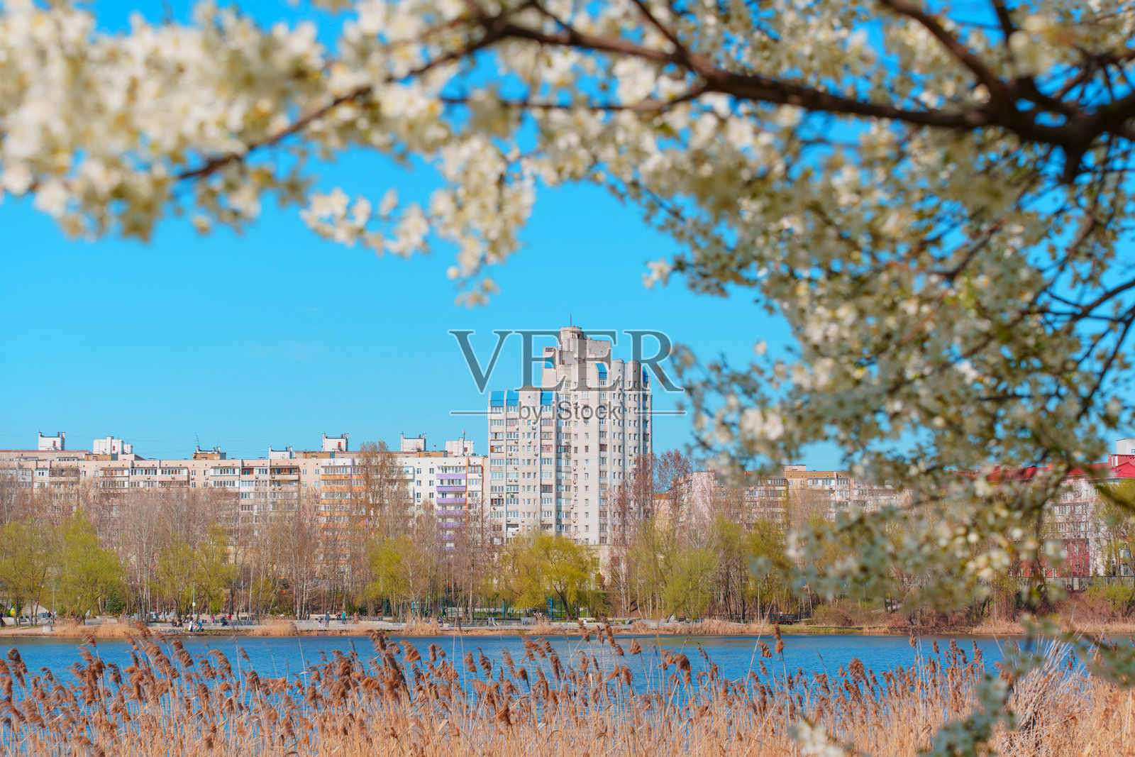 春天的风景,盛开的树木与城市天际线背景照片摄影图片