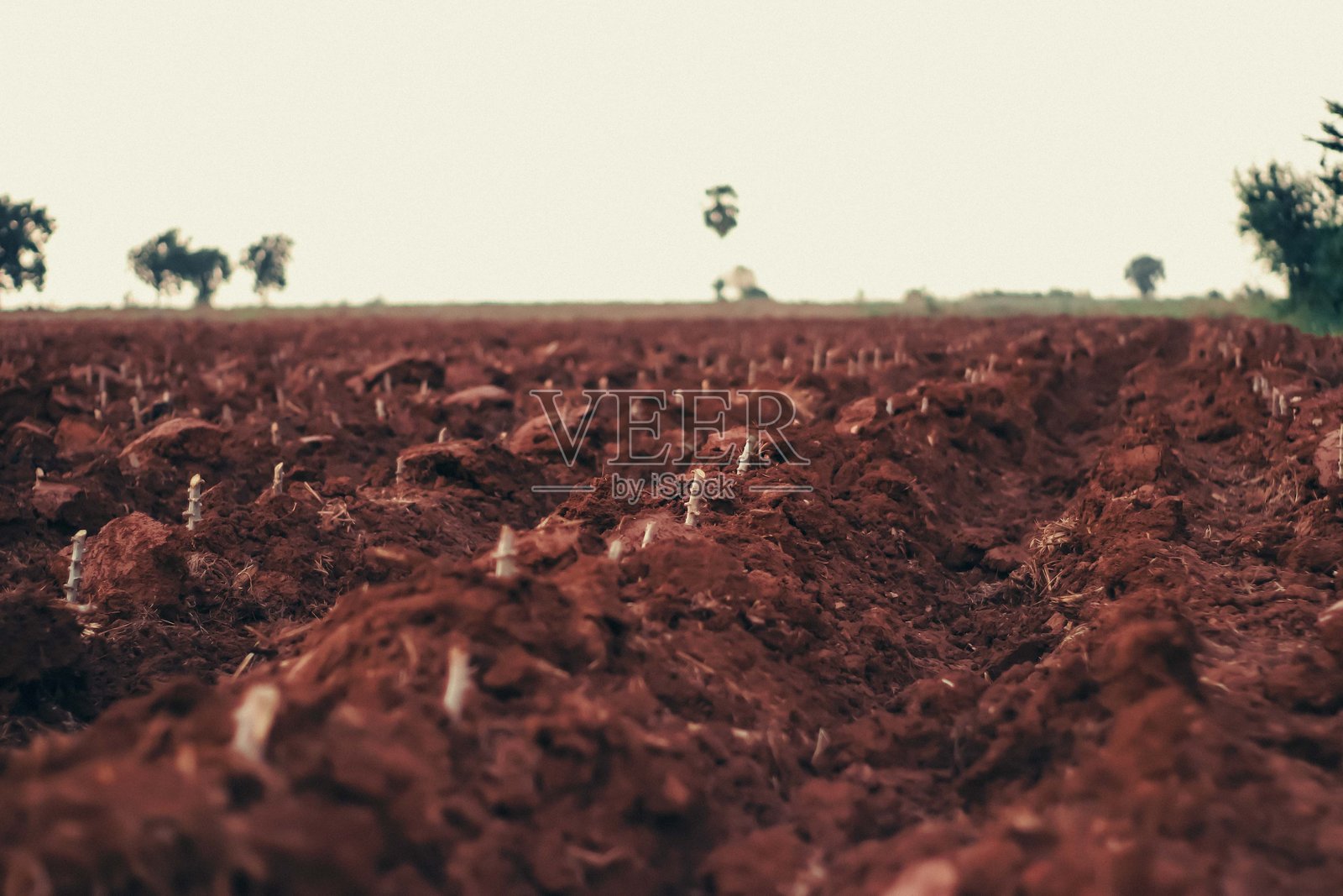 “新耕土地上发芽的木薯茎”照片摄影图片