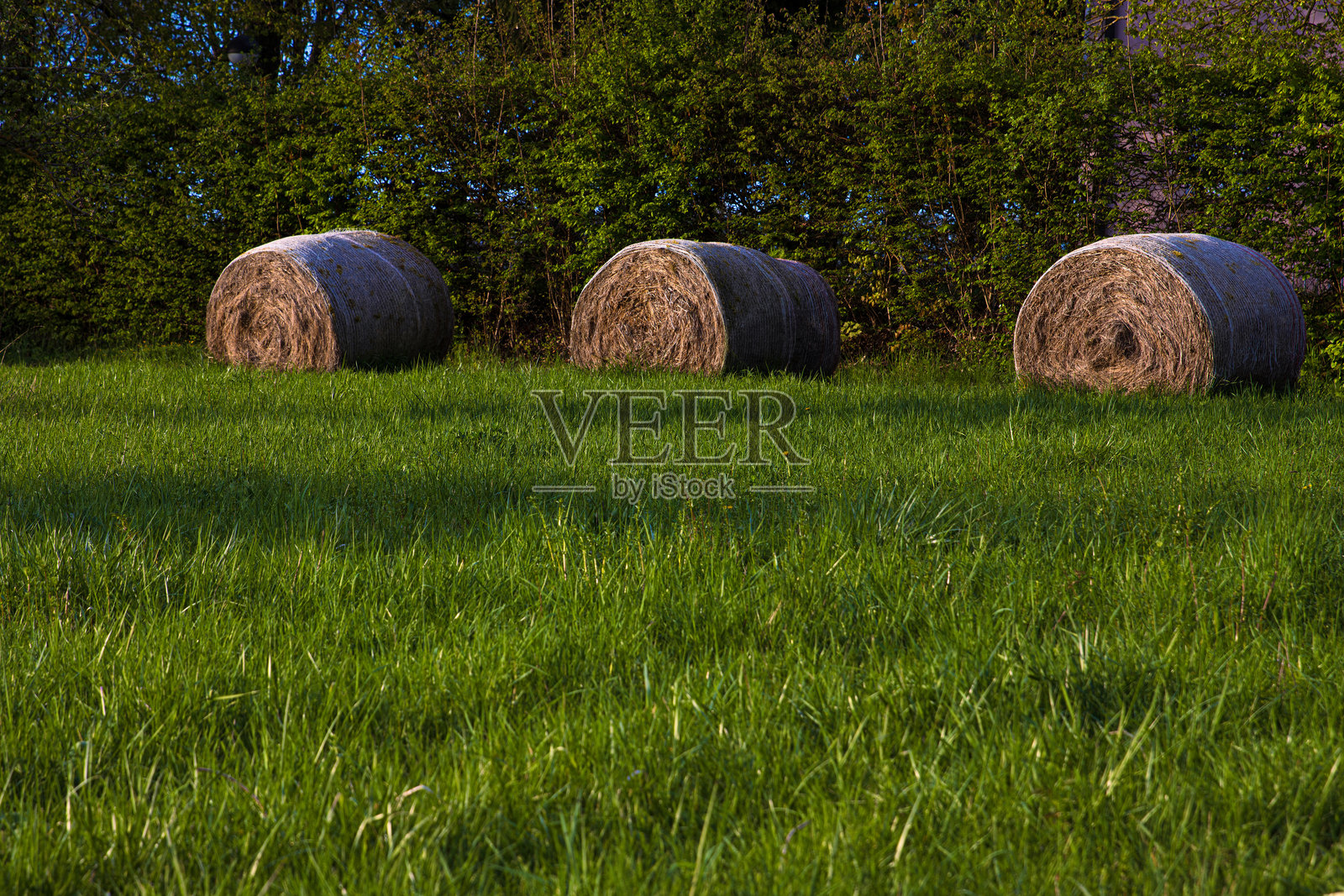 三根圆柱形干草卷放置在森林边缘的郁郁葱葱的草地上。乡村风景中的绿色田野。照片摄影图片
