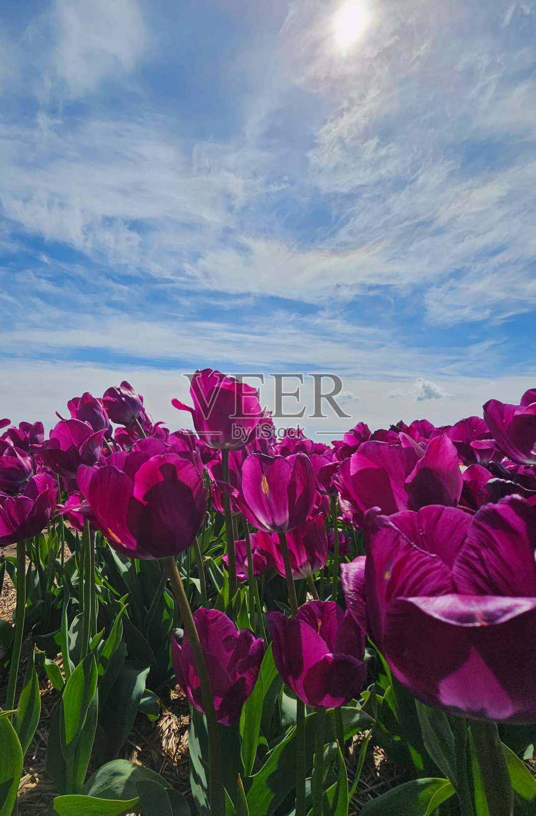 美丽的丹麦郁金香田照片摄影图片