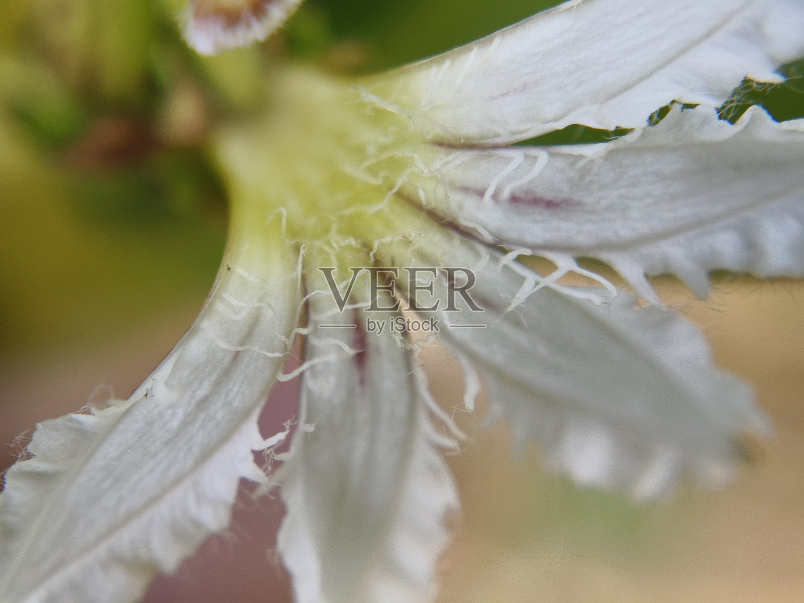海滩甘蓝,海生菜,海滩南帕卡花照片摄影图片