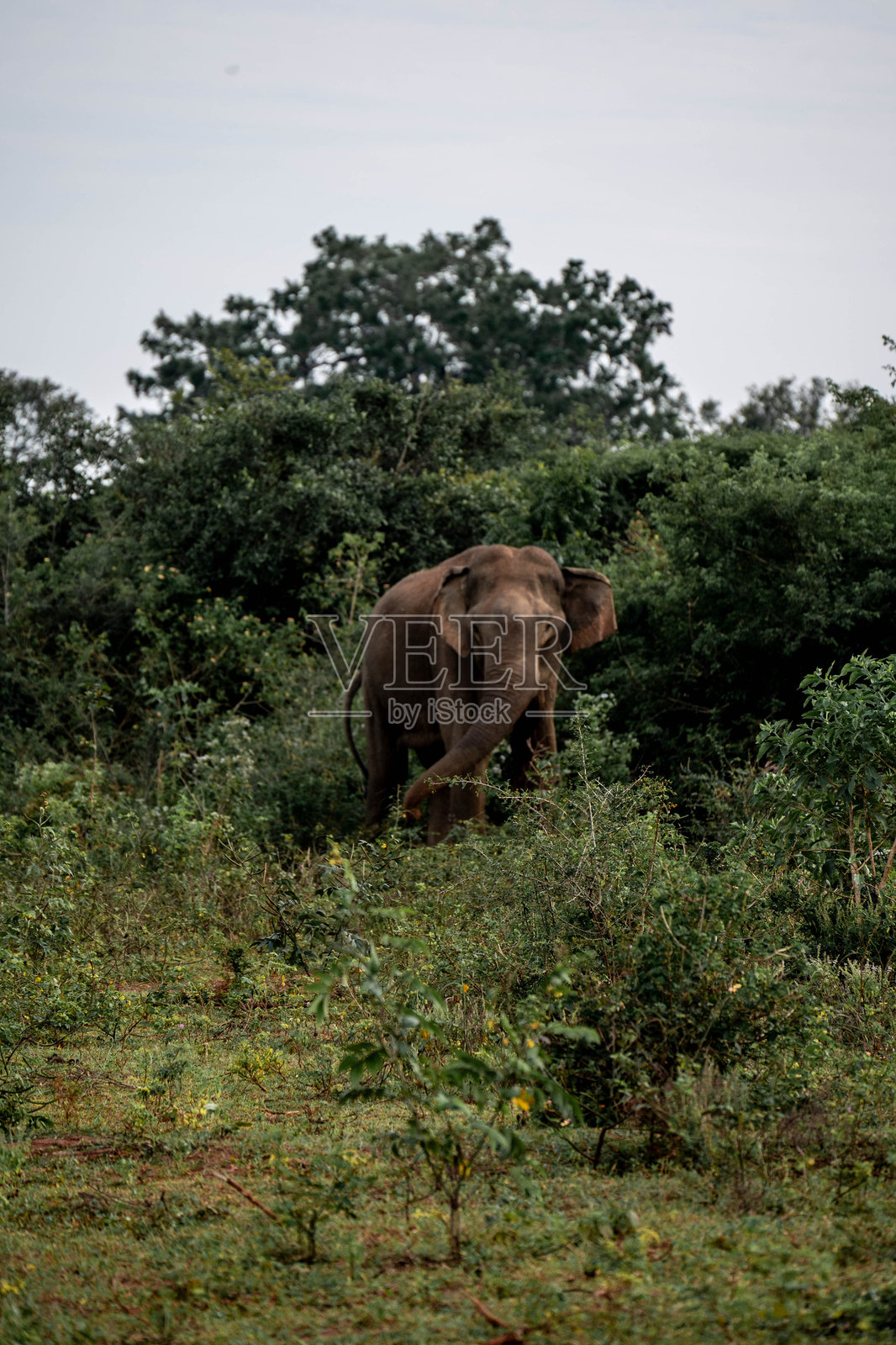 斯里兰卡野生大象照片摄影图片