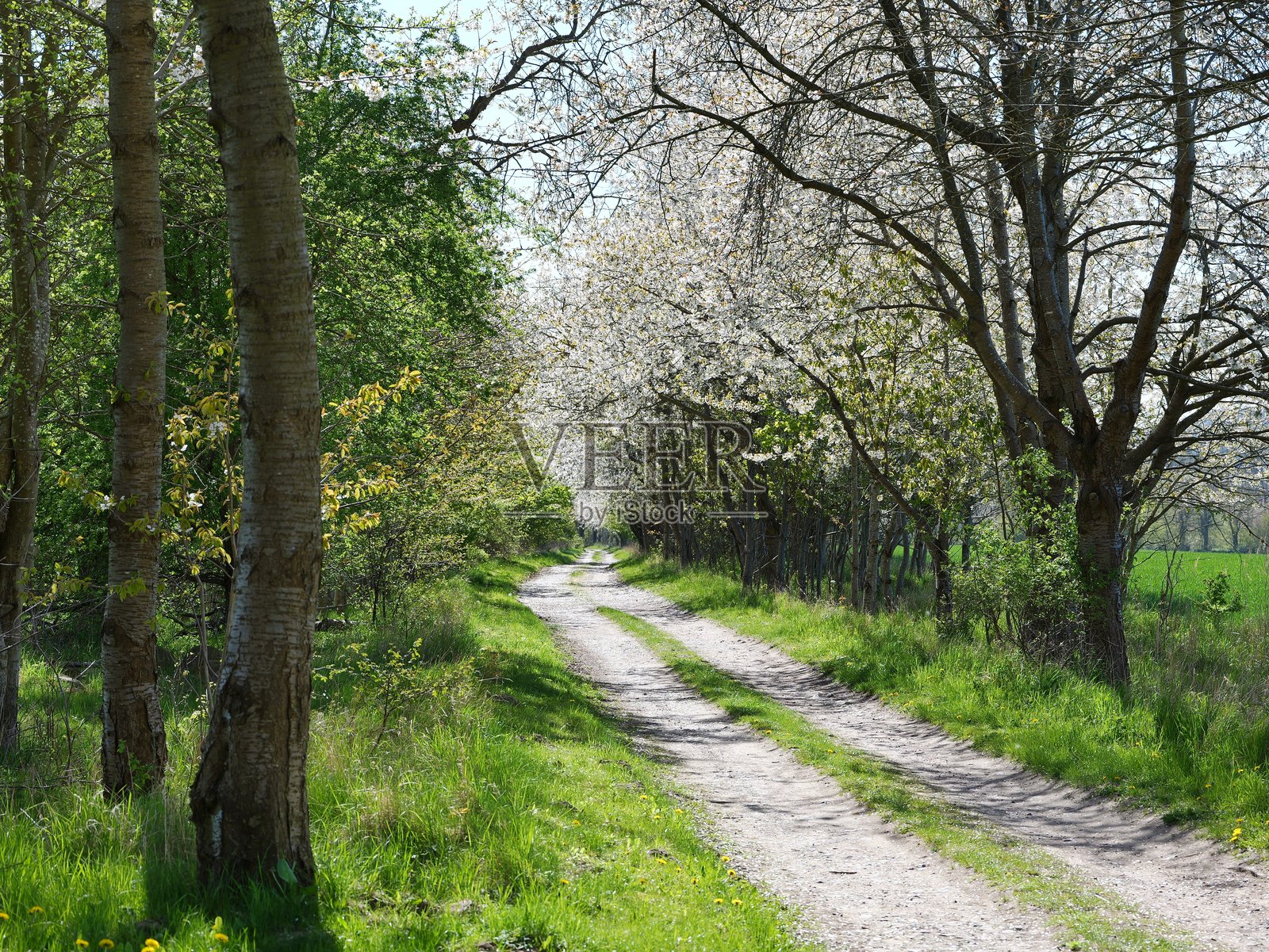 白色花朵盛开的野樱桃树旁的小路照片摄影图片