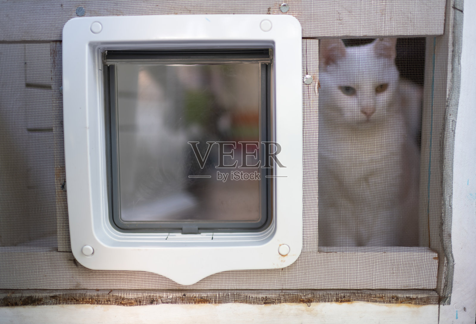 在宠物门旁,一只白猫透过蚊帐探出头来。照片摄影图片