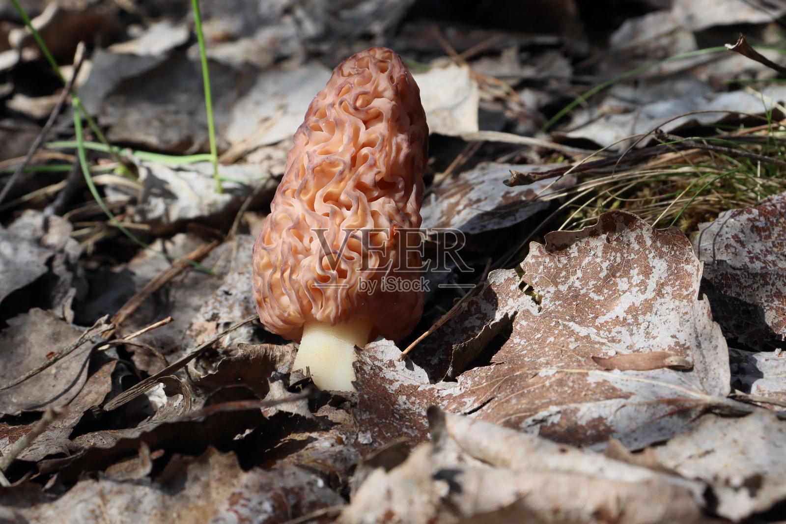 美味羊肚菌(Morchella deliciosa)。年轻的蘑菇在森林中生长。照片摄影图片