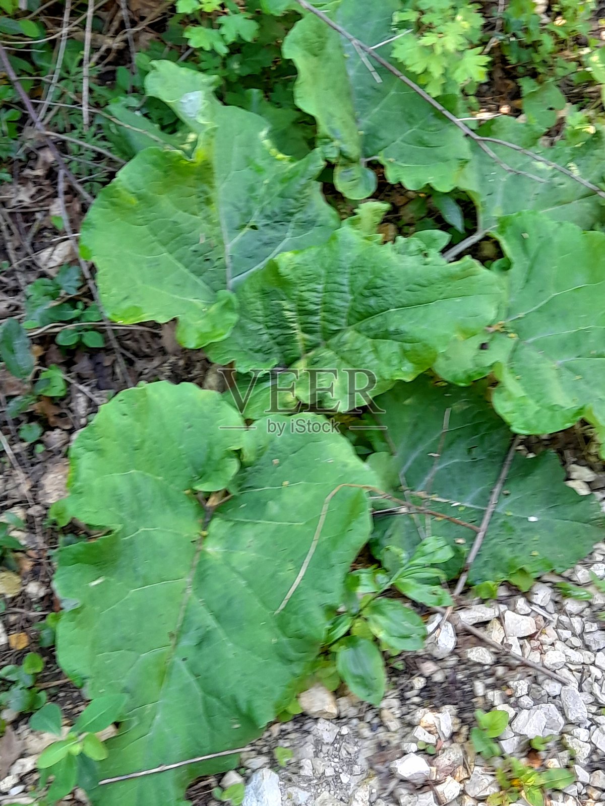 大型绿色叶子作为背景照片摄影图片