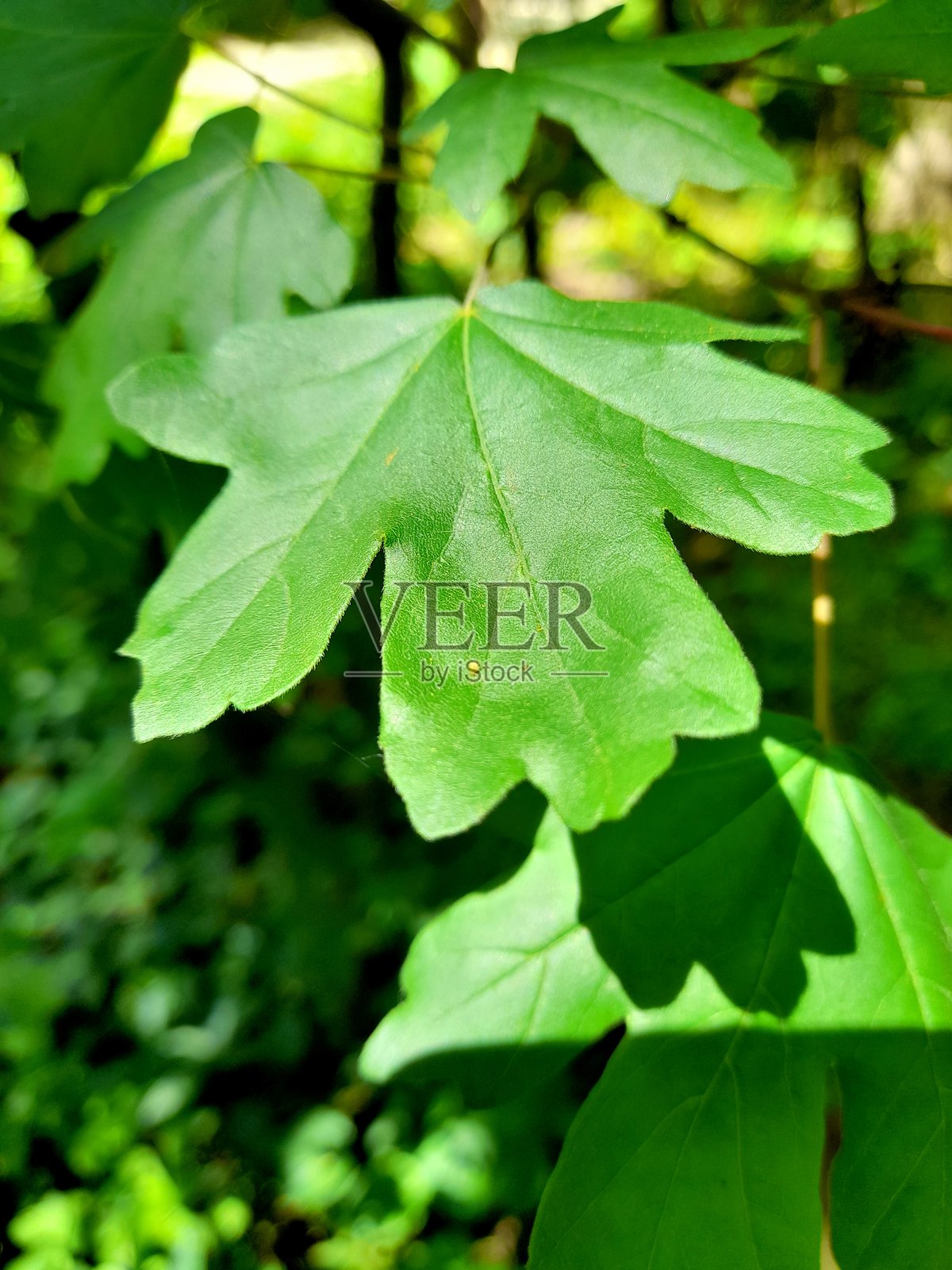 绿色叶子特写作为背景照片摄影图片