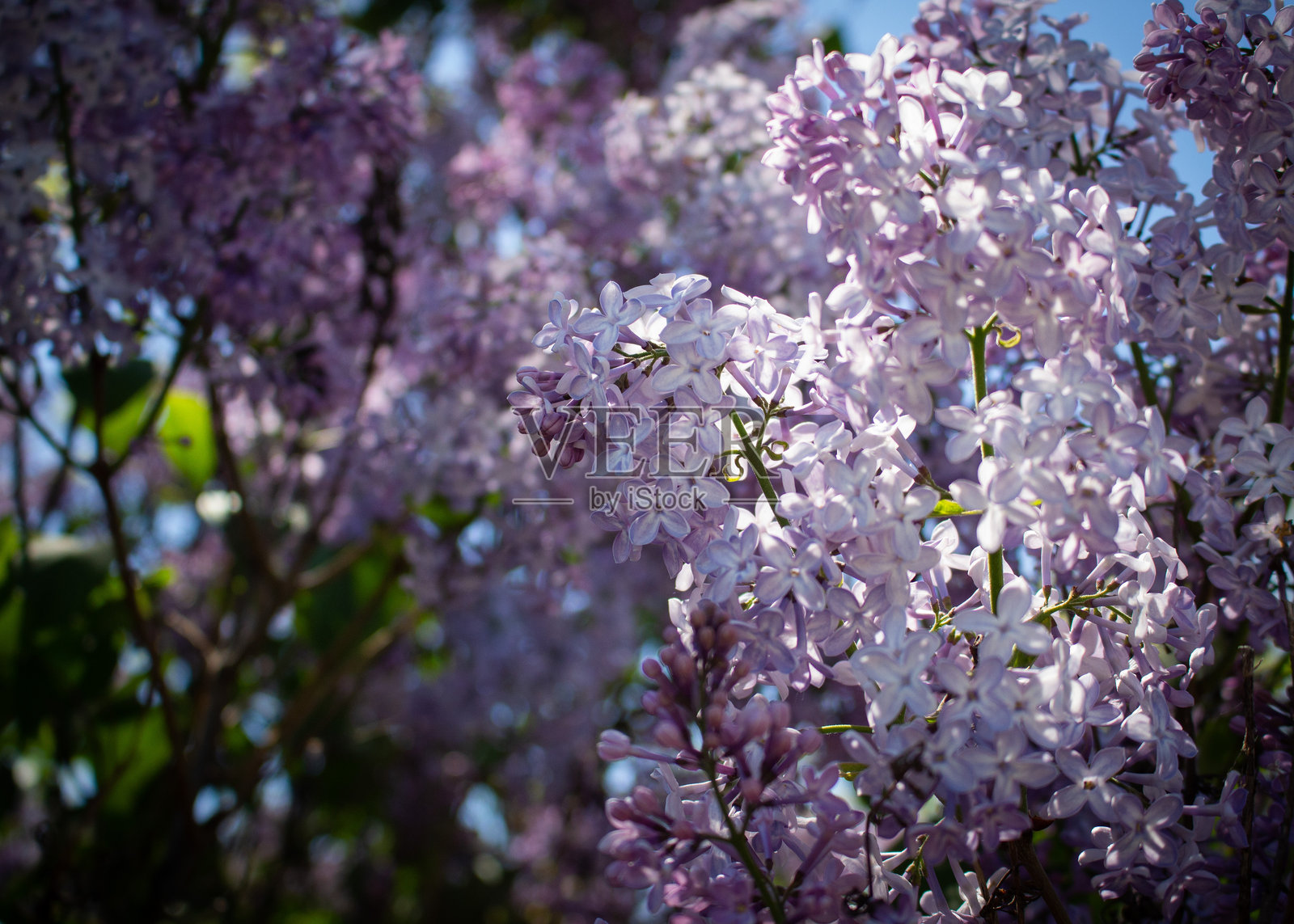 夏天照片摄影图片