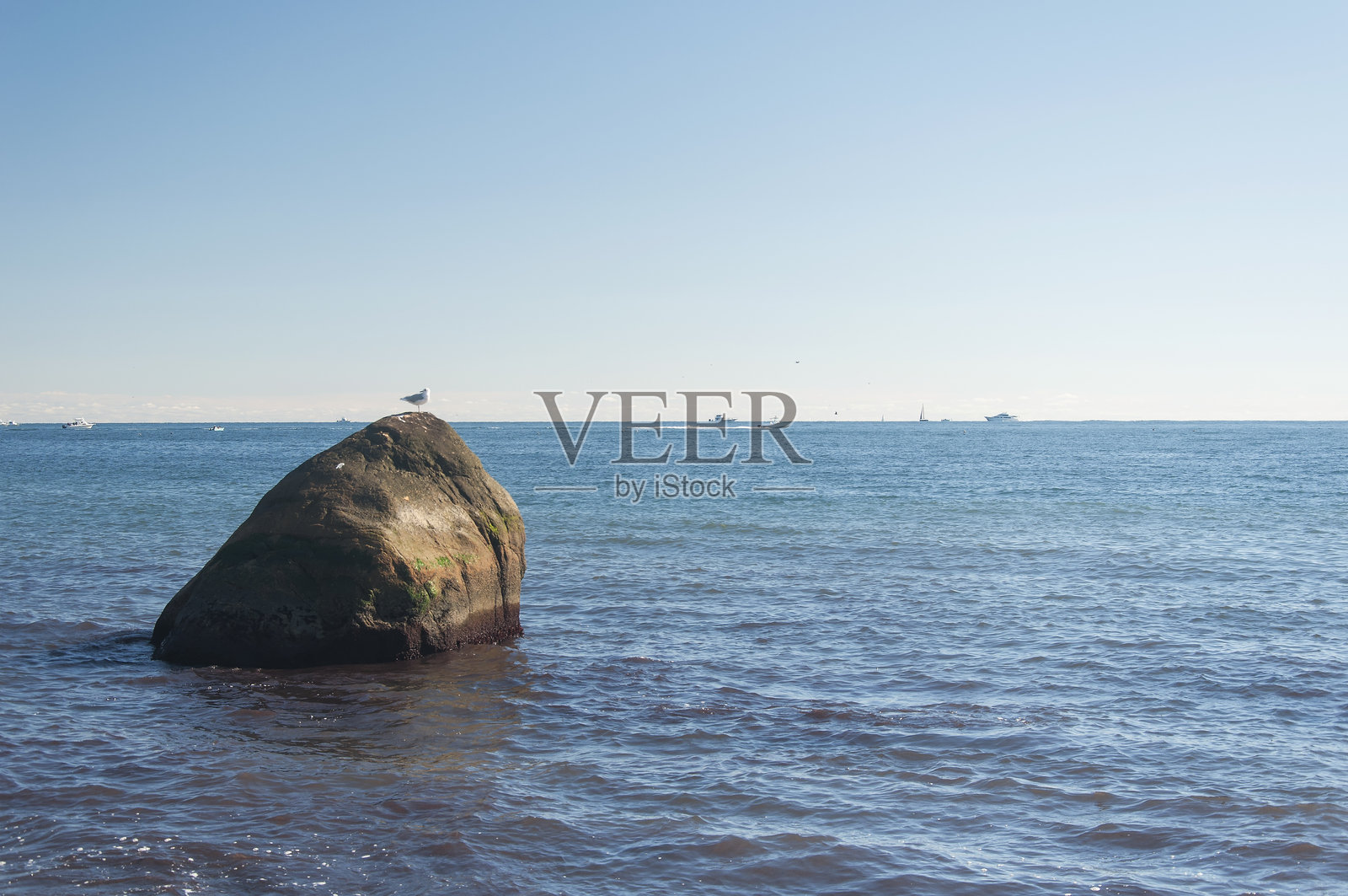 罗德岛海洋中的岩石上栖息着一只海鸥照片摄影图片