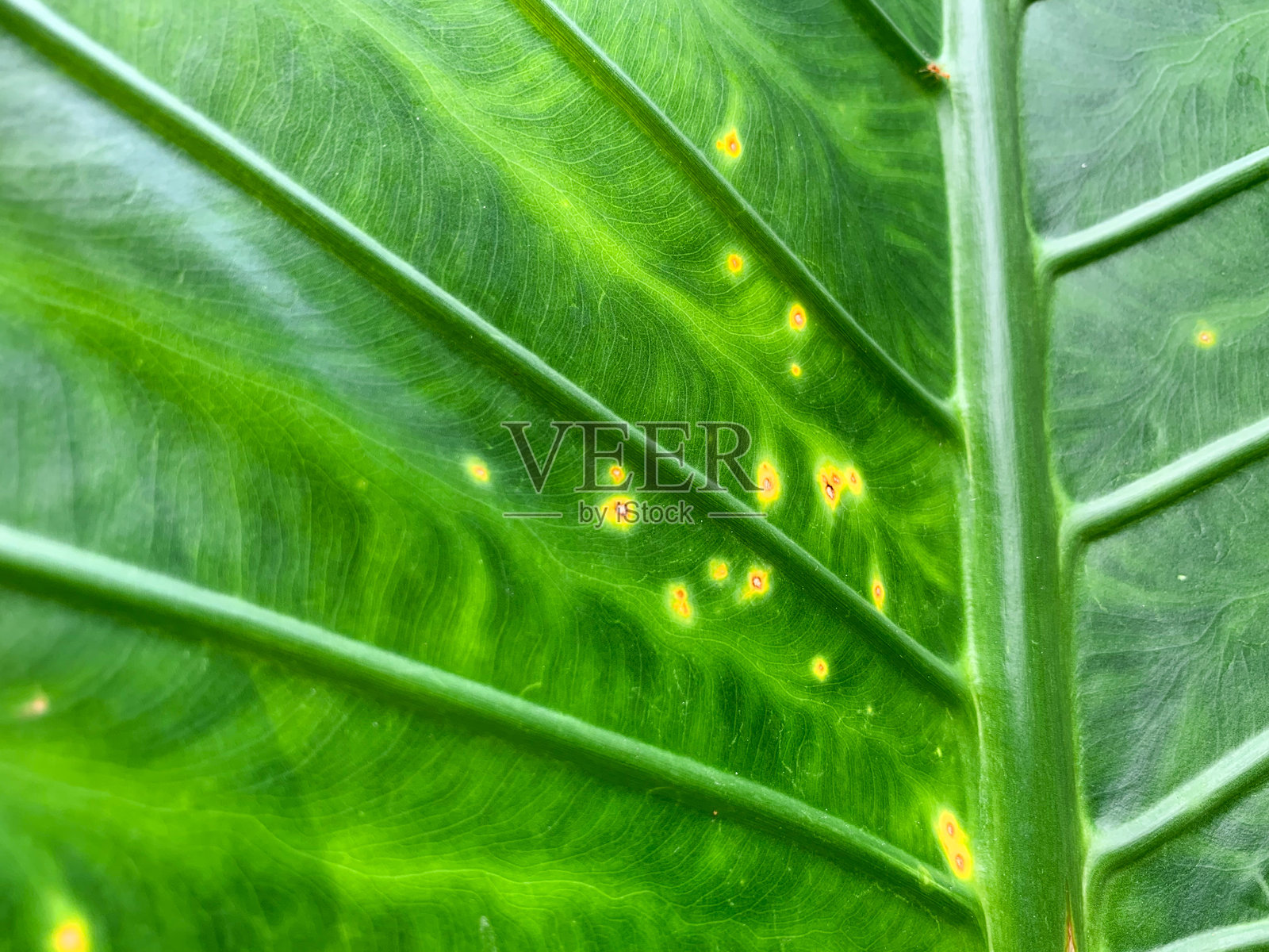 芋头叶的特写纹理照片摄影图片