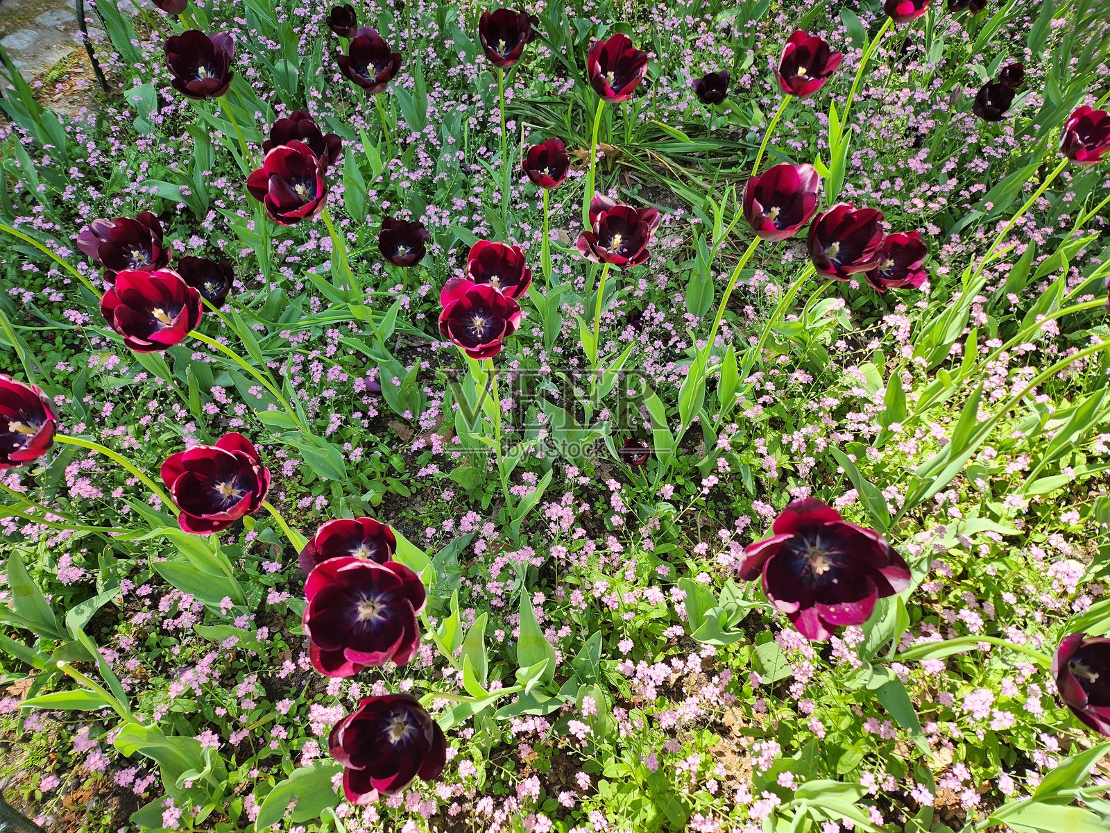 黑色郁金香。照片摄影图片