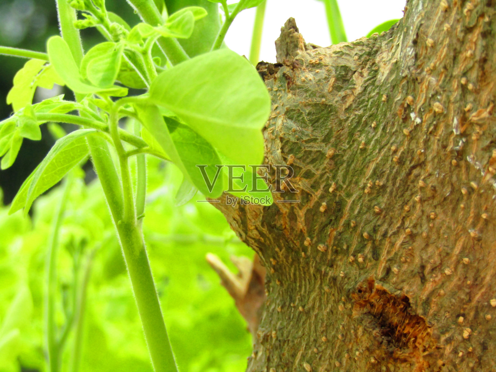 自然热带环境中的绿色叶子照片摄影图片