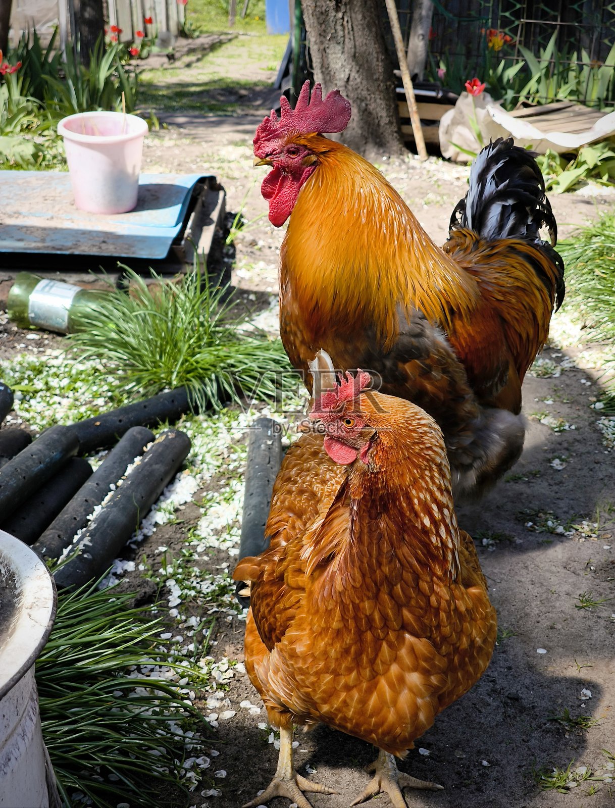 美丽的大红公鸡和红母鸡在乡间散步。照片摄影图片