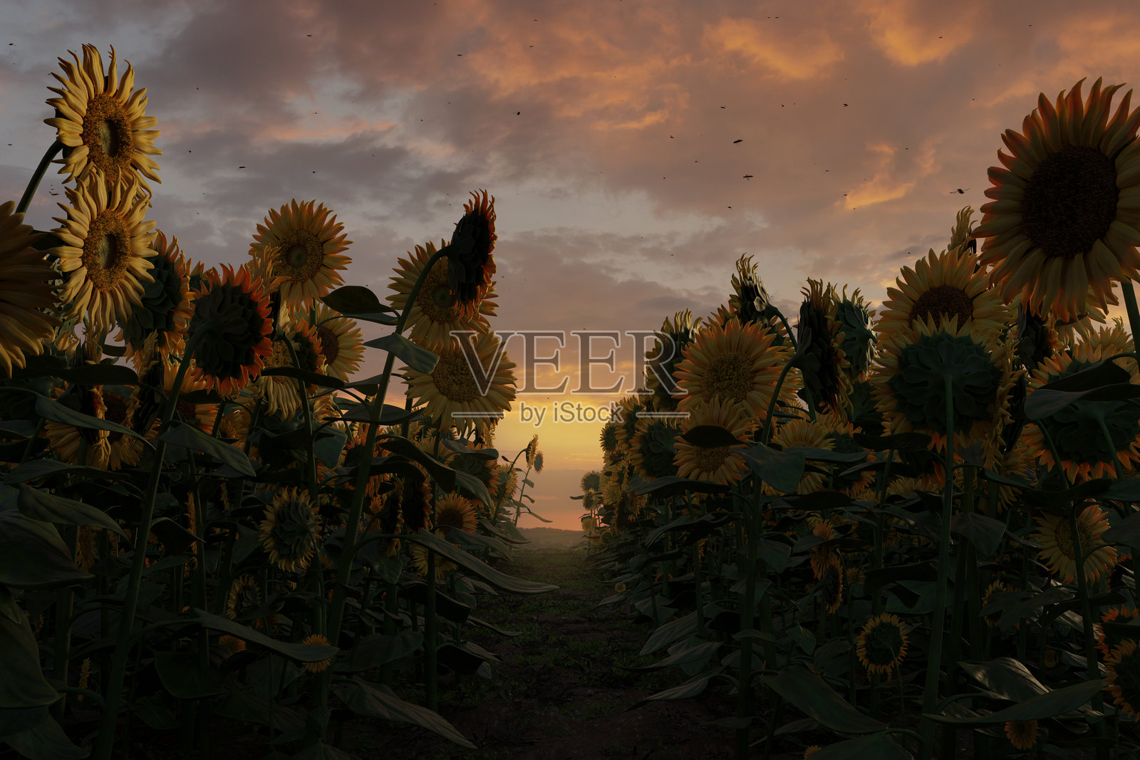 一片直立向日葵的田野中有一条小路穿过。3D渲染图照片摄影图片