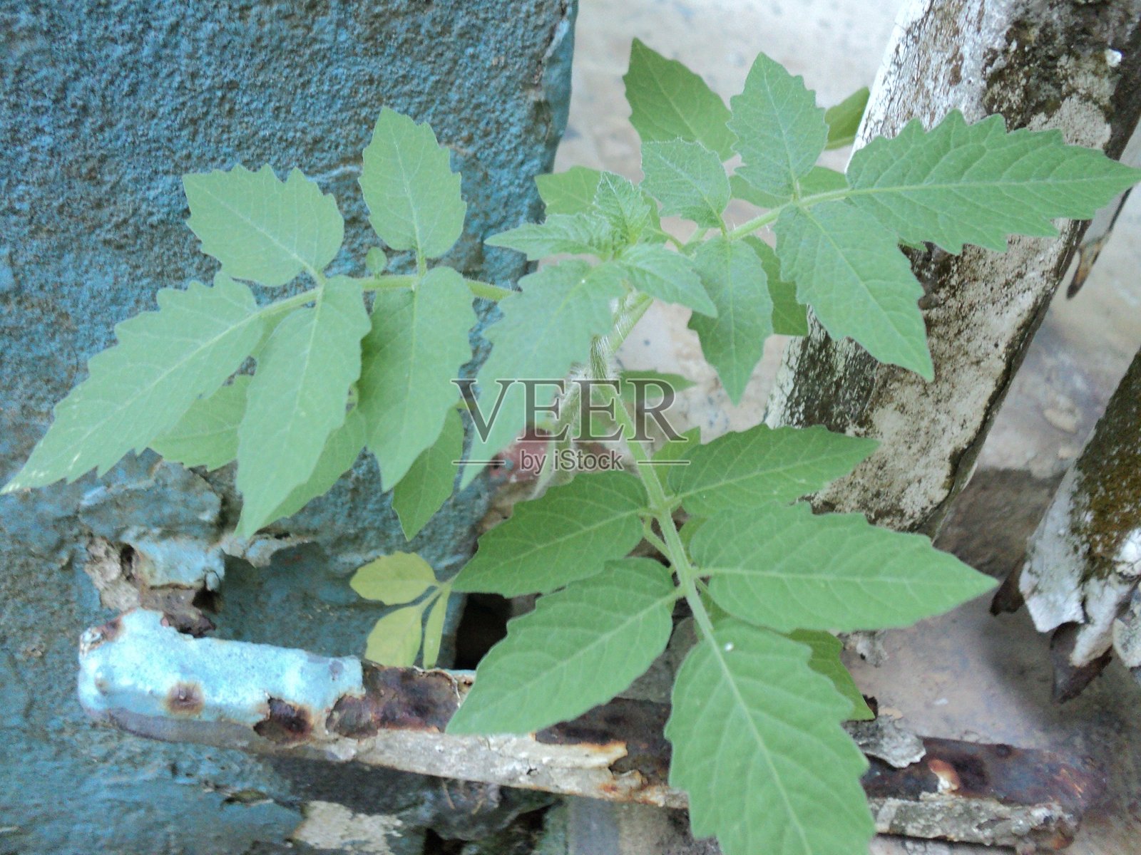 小番茄植物在一个尴尬的地方生长,展现出顽强的生命力。附近有一个生锈的房子入口大门。照片摄影图片