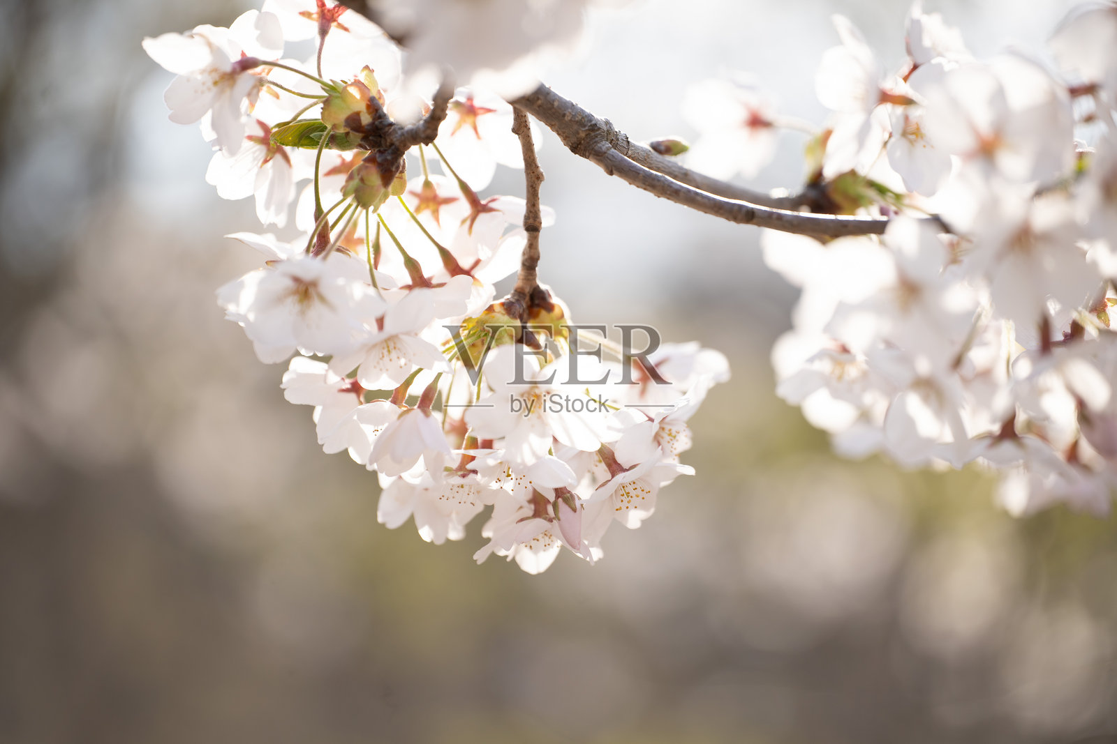 樱花照片摄影图片