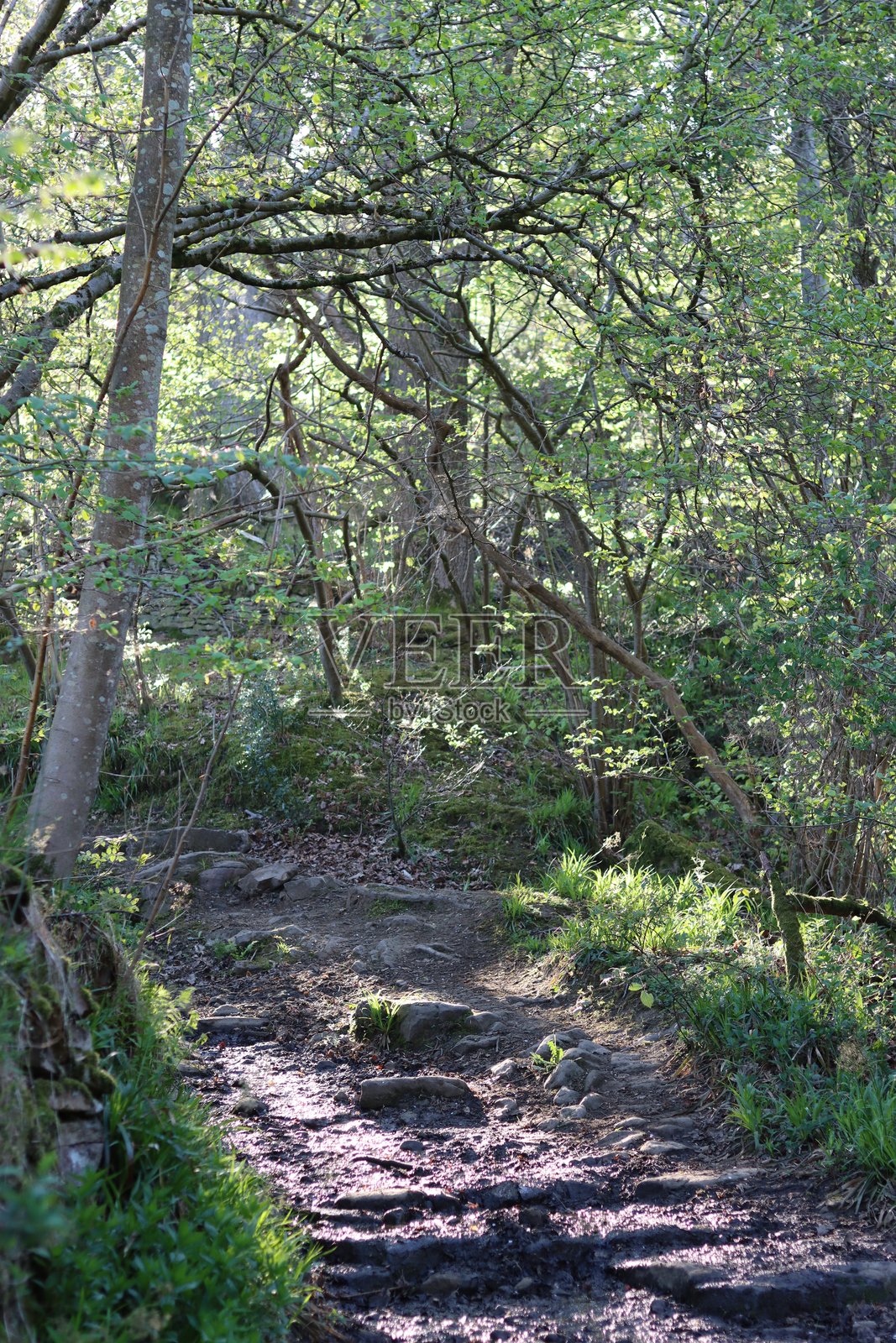 春日阳光下的乡村小径照片摄影图片