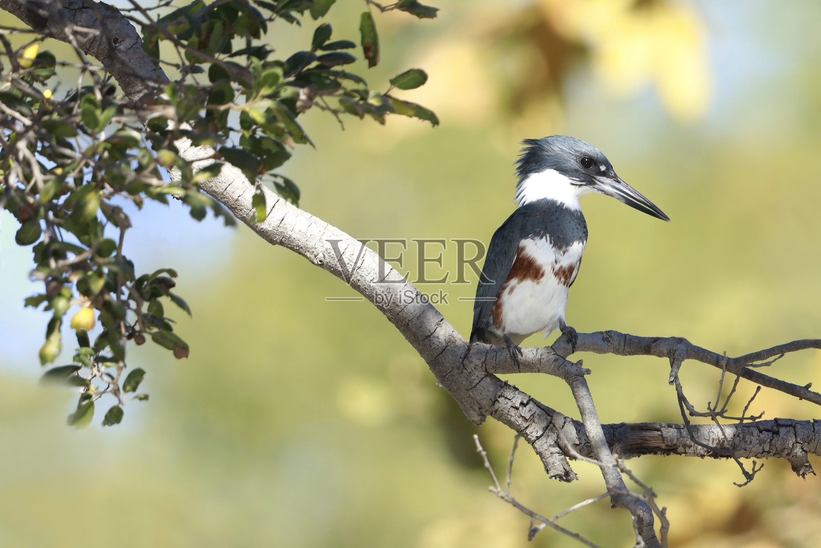 带状翠鸟照片摄影图片