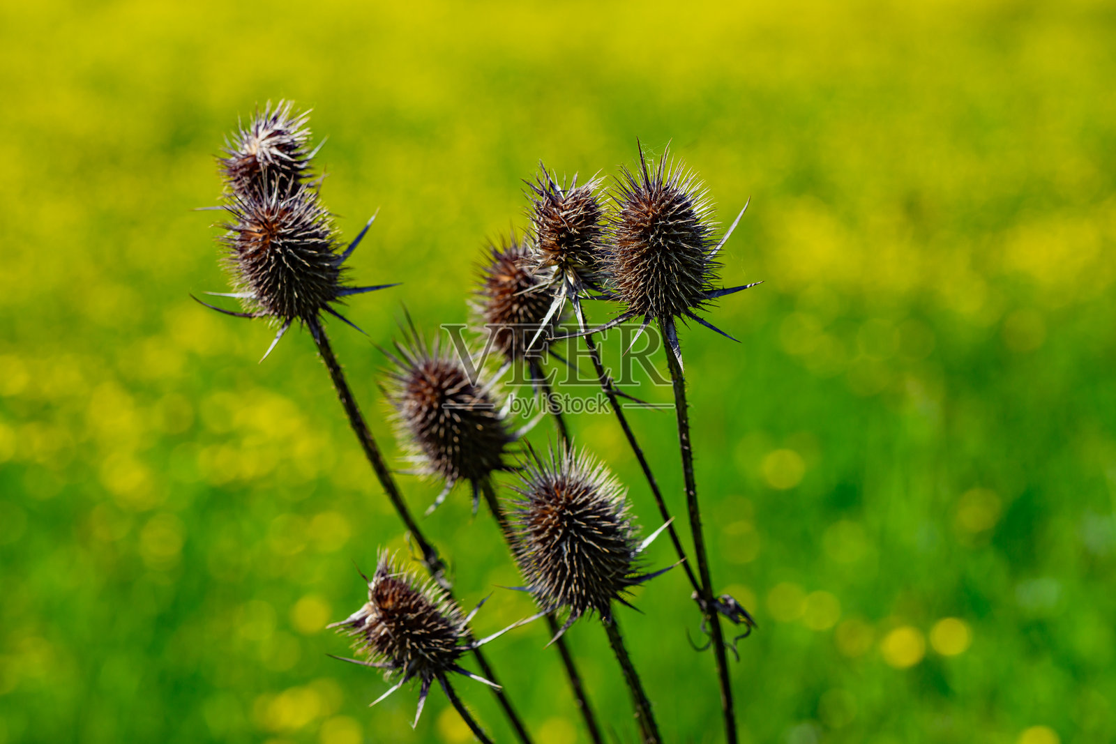 蓟是一个花卉植物群的通用名称,其特征是叶子边缘有尖锐的刺,主要属于菊科。照片摄影图片