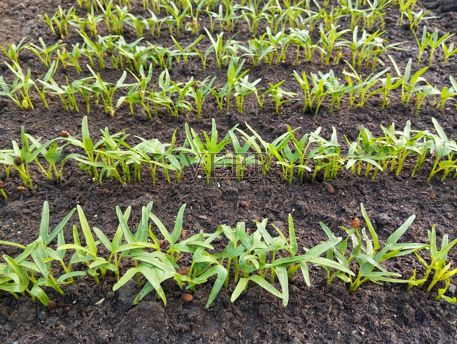 新鲜的绿色嫩空心菜(Ipomoea aquatica)在有机植物园中照片摄影图片