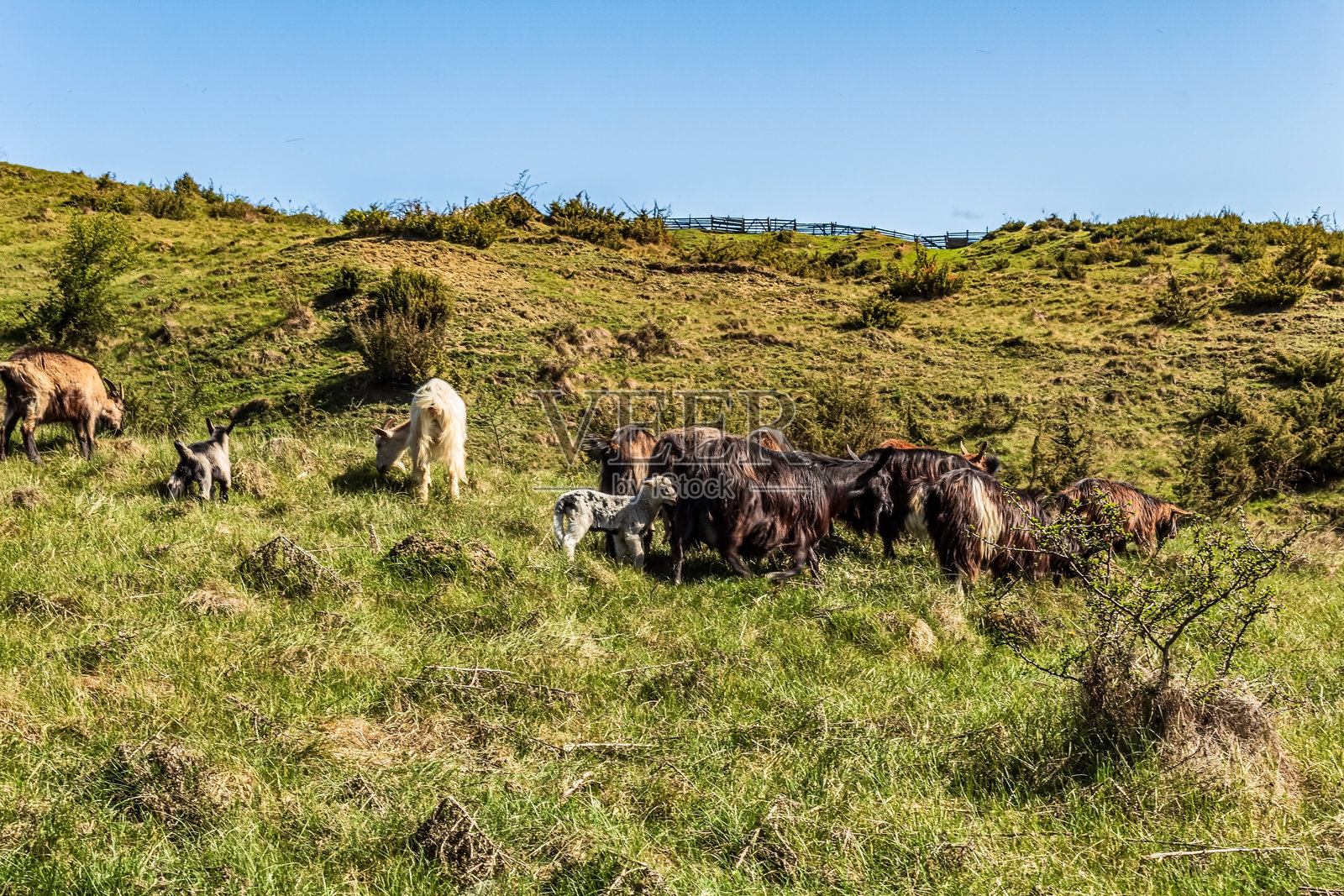 森林,喀尔巴阡山脉,自然照片 - 欧洲,东欧,罗马尼亚照片摄影图片