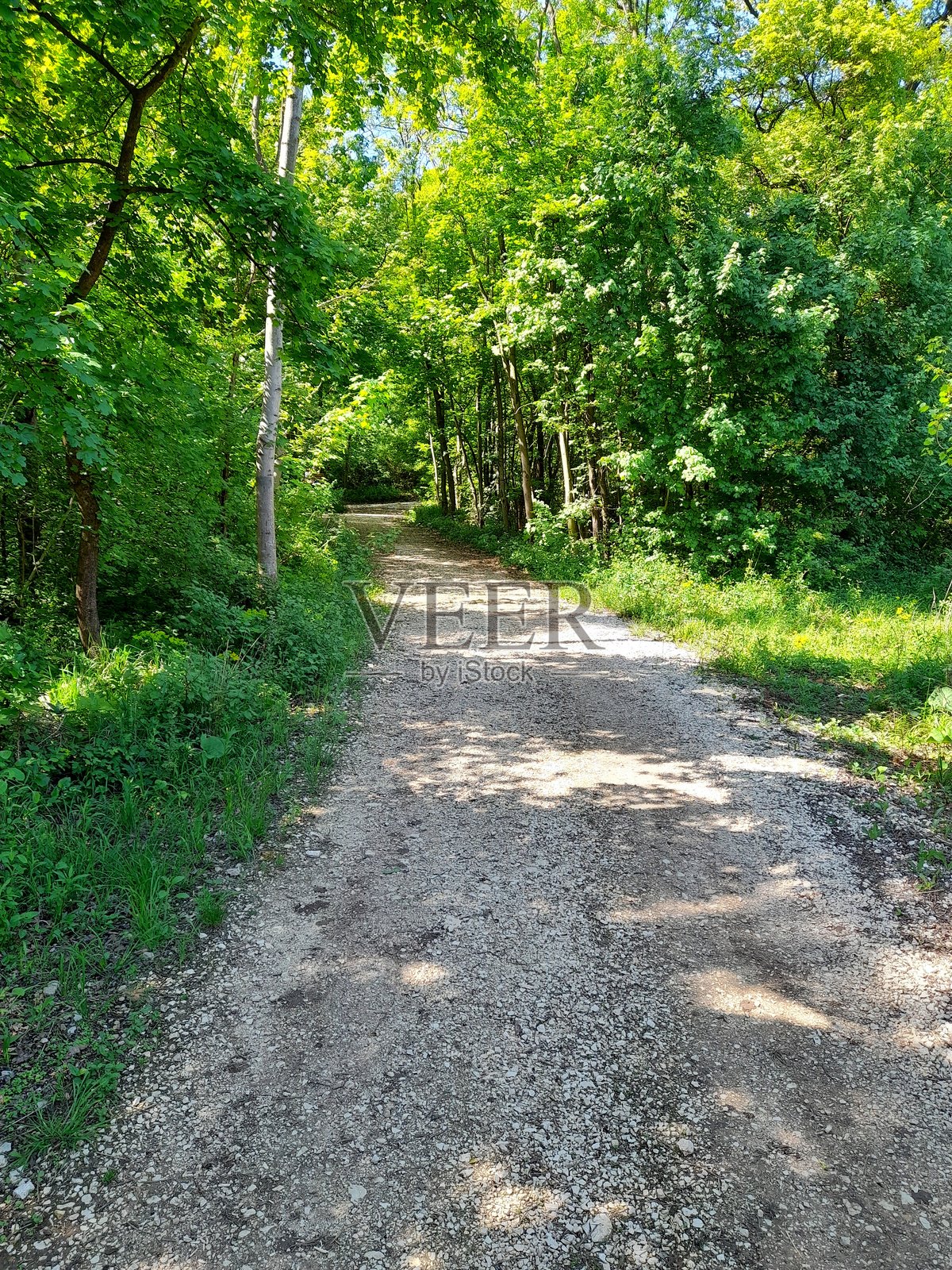 匈牙利比亚托巴吉附近的森林小径,2025年5月照片摄影图片