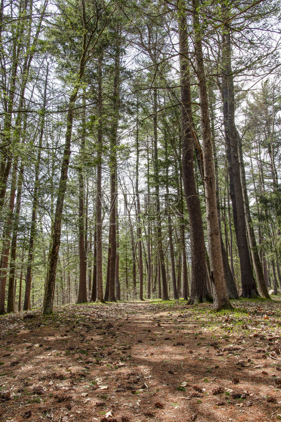 在威拉德溪的森林散步照片摄影图片