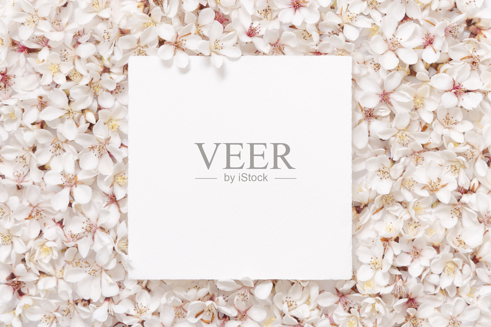 白色樱花上的空白方形纸卡俯视图,春季婚礼样板照片摄影图片