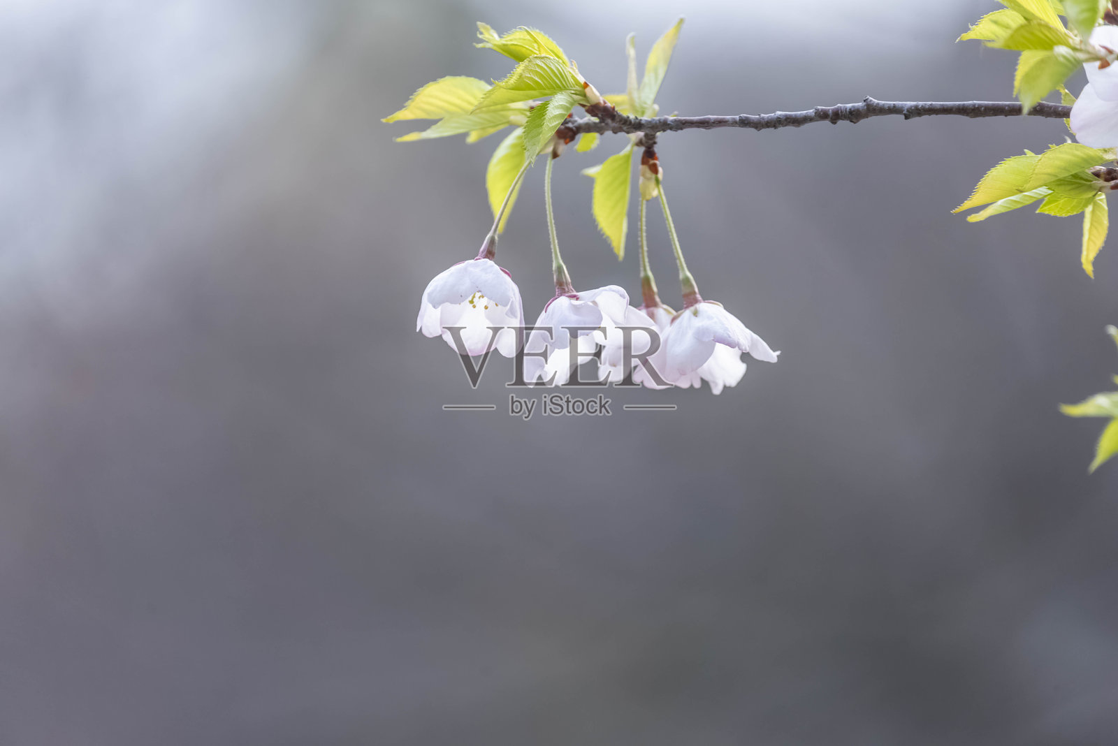 樱花照片摄影图片