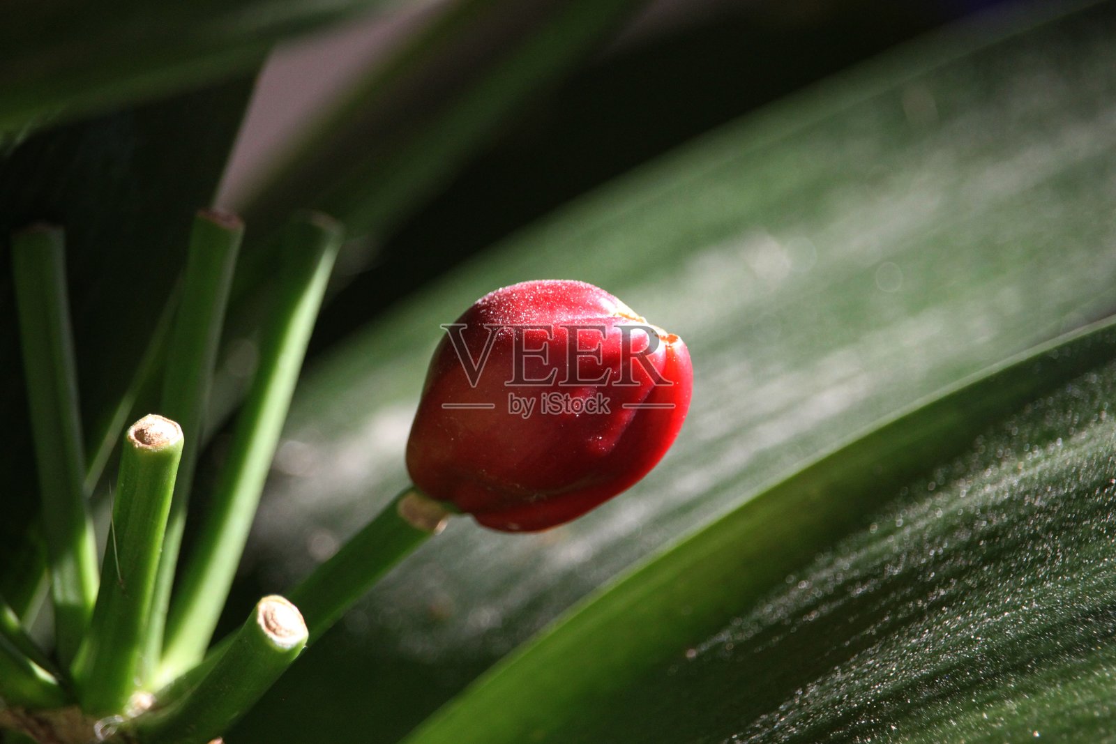 红色浆果的特写镜头照片摄影图片