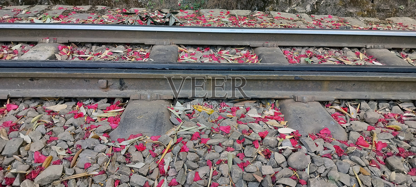 喜马偕尔邦印度森林中铁路轨道上的盛开粉色杜鹃花 01照片摄影图片