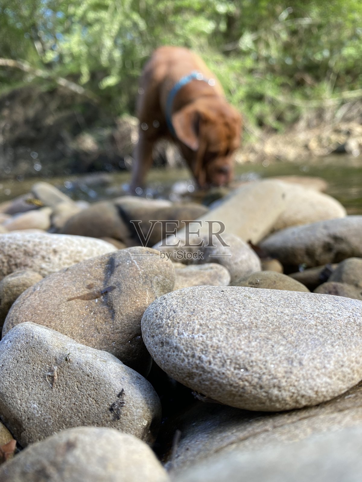 狗照片摄影图片