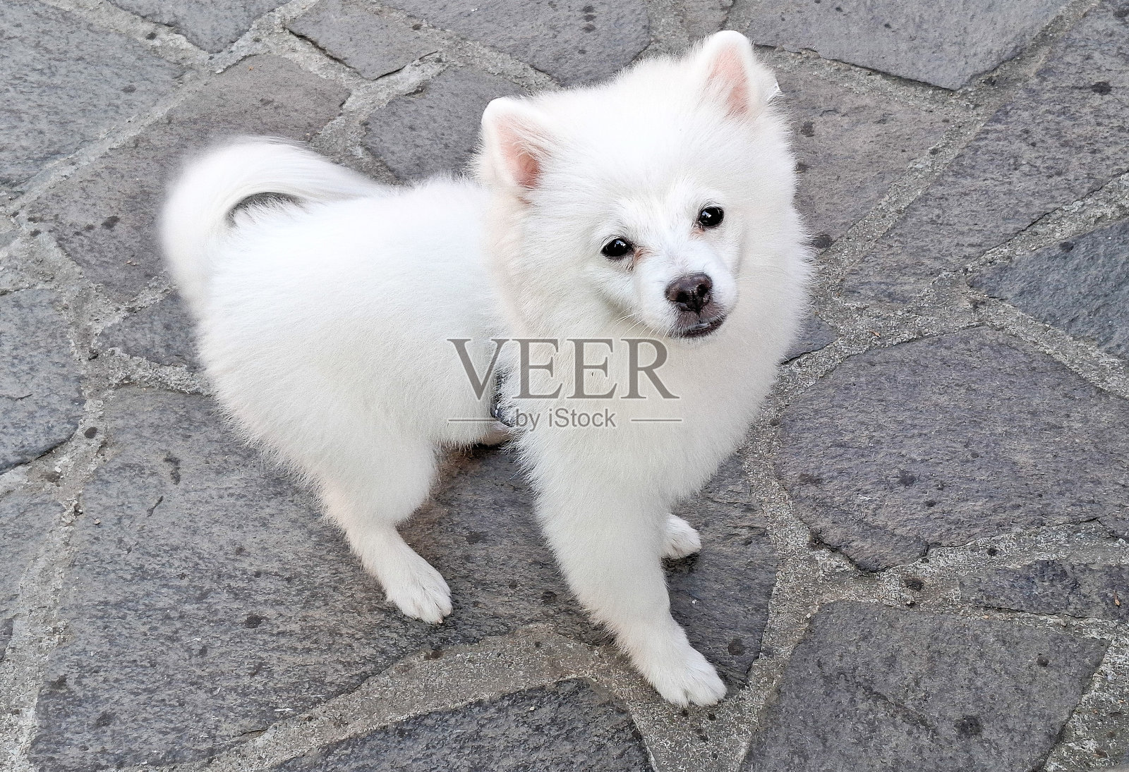 一只白色的博美犬。小狗照片摄影图片