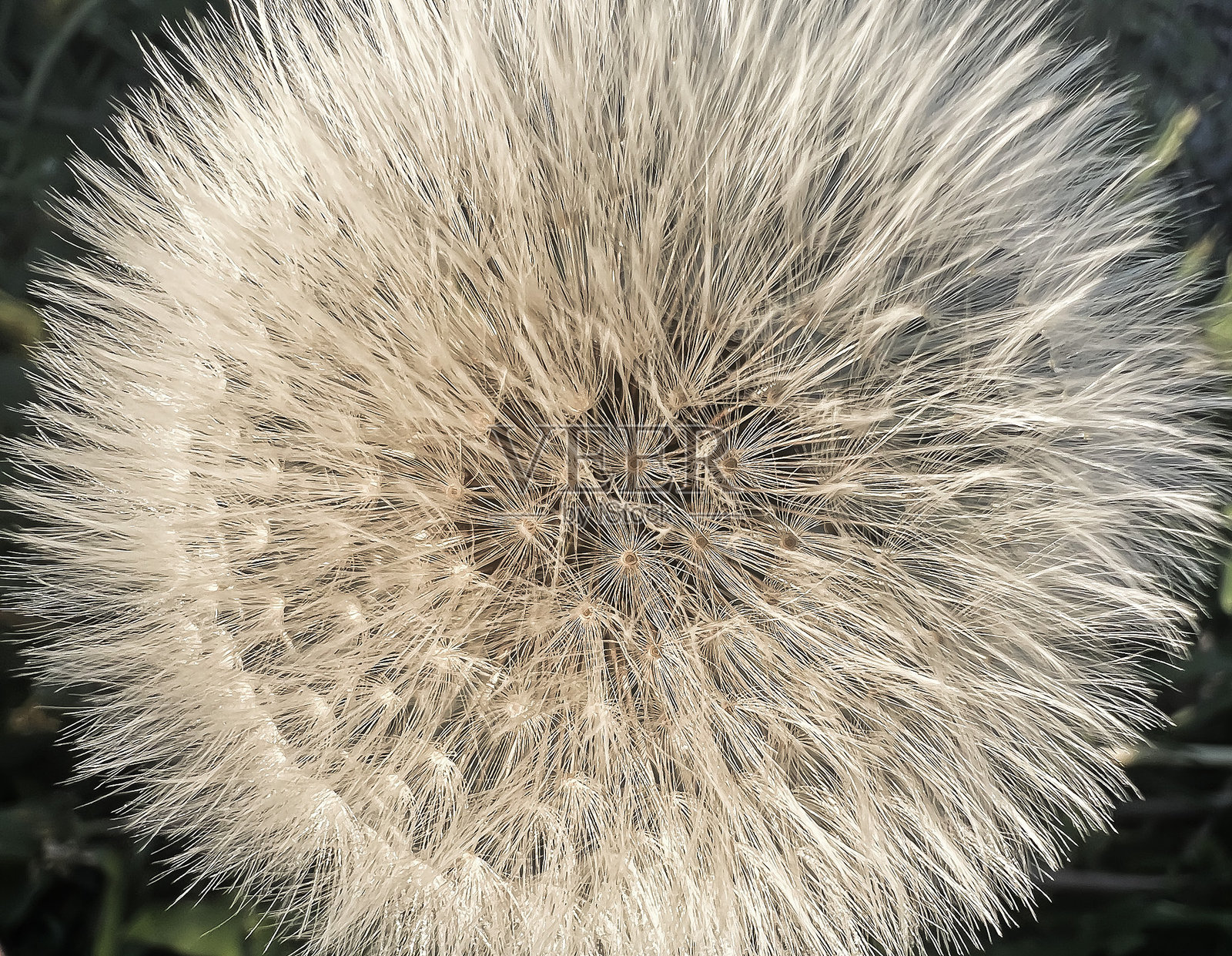 柔焦中的蒲公英愿望草照片摄影图片