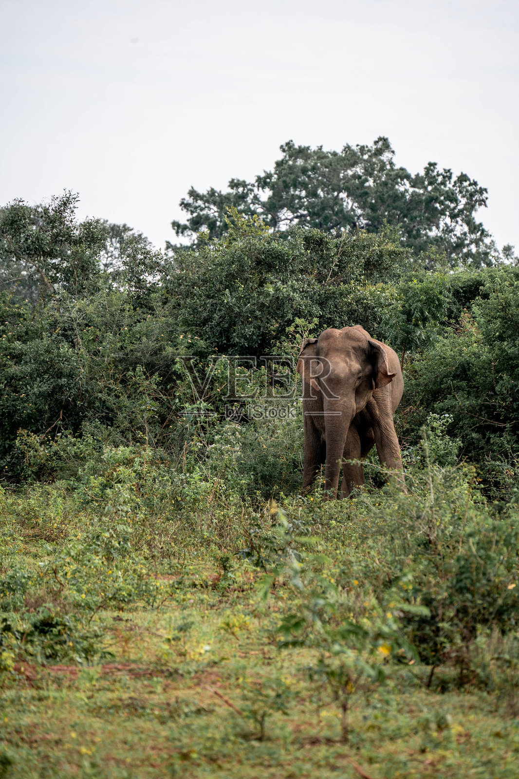 斯里兰卡野生大象照片摄影图片