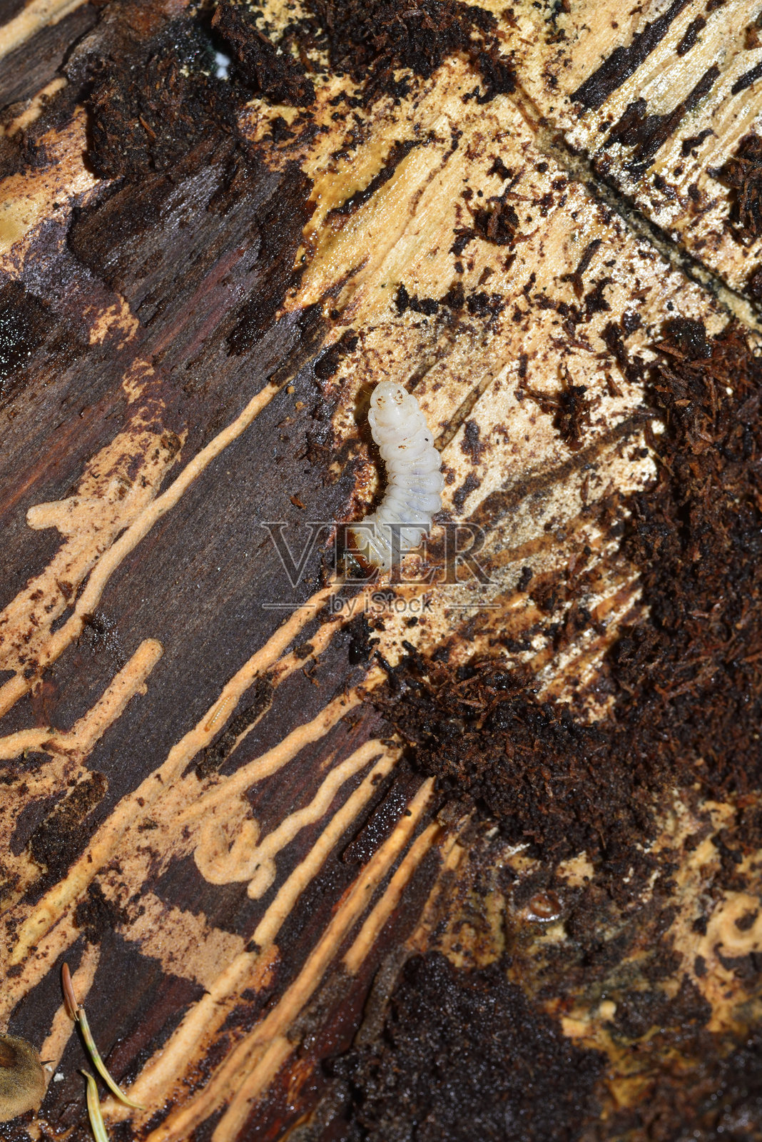 树皮甲虫幼虫_海湾景州立公园照片摄影图片